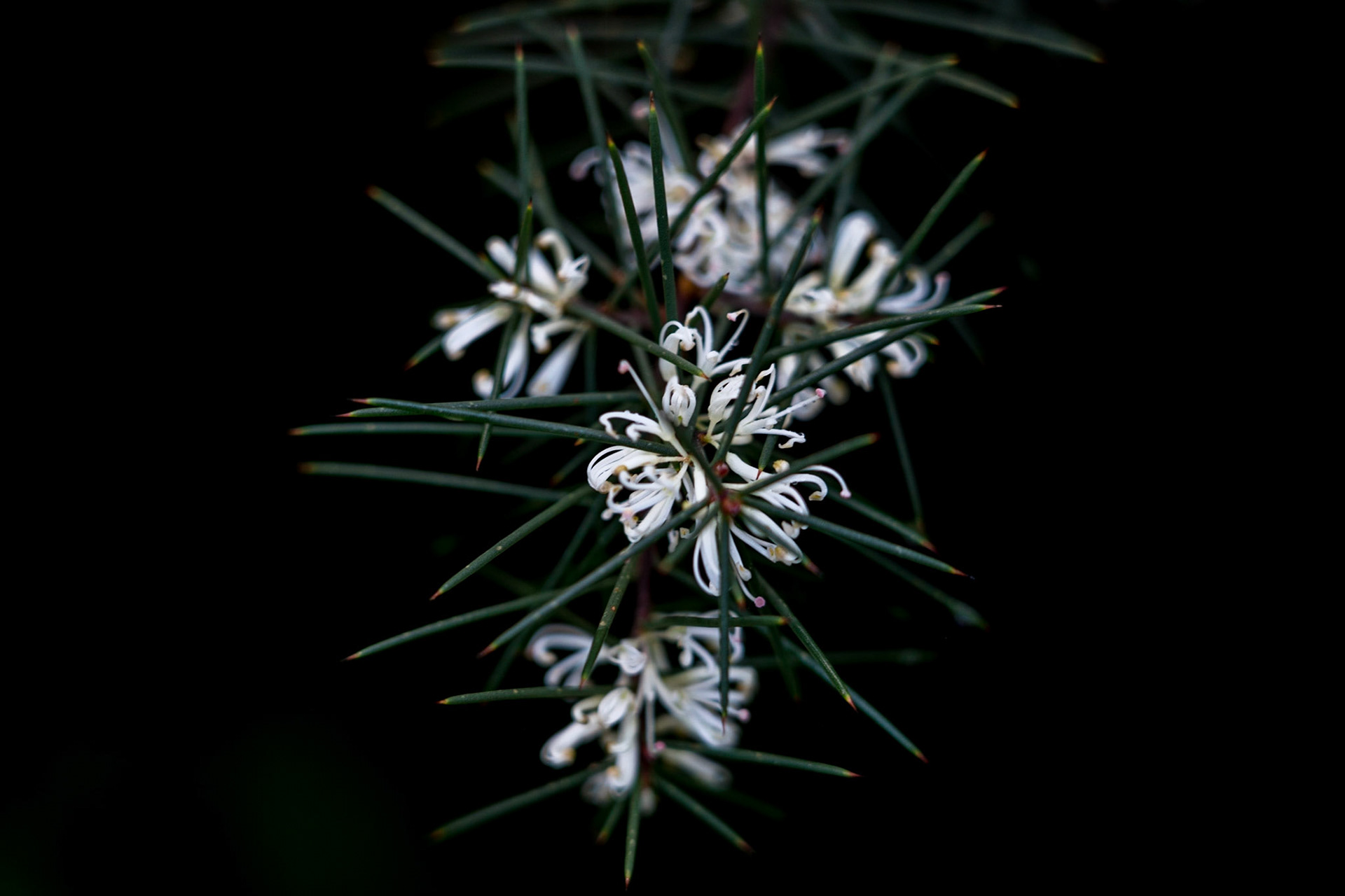 Wilsons-Promontory-Nationalpark