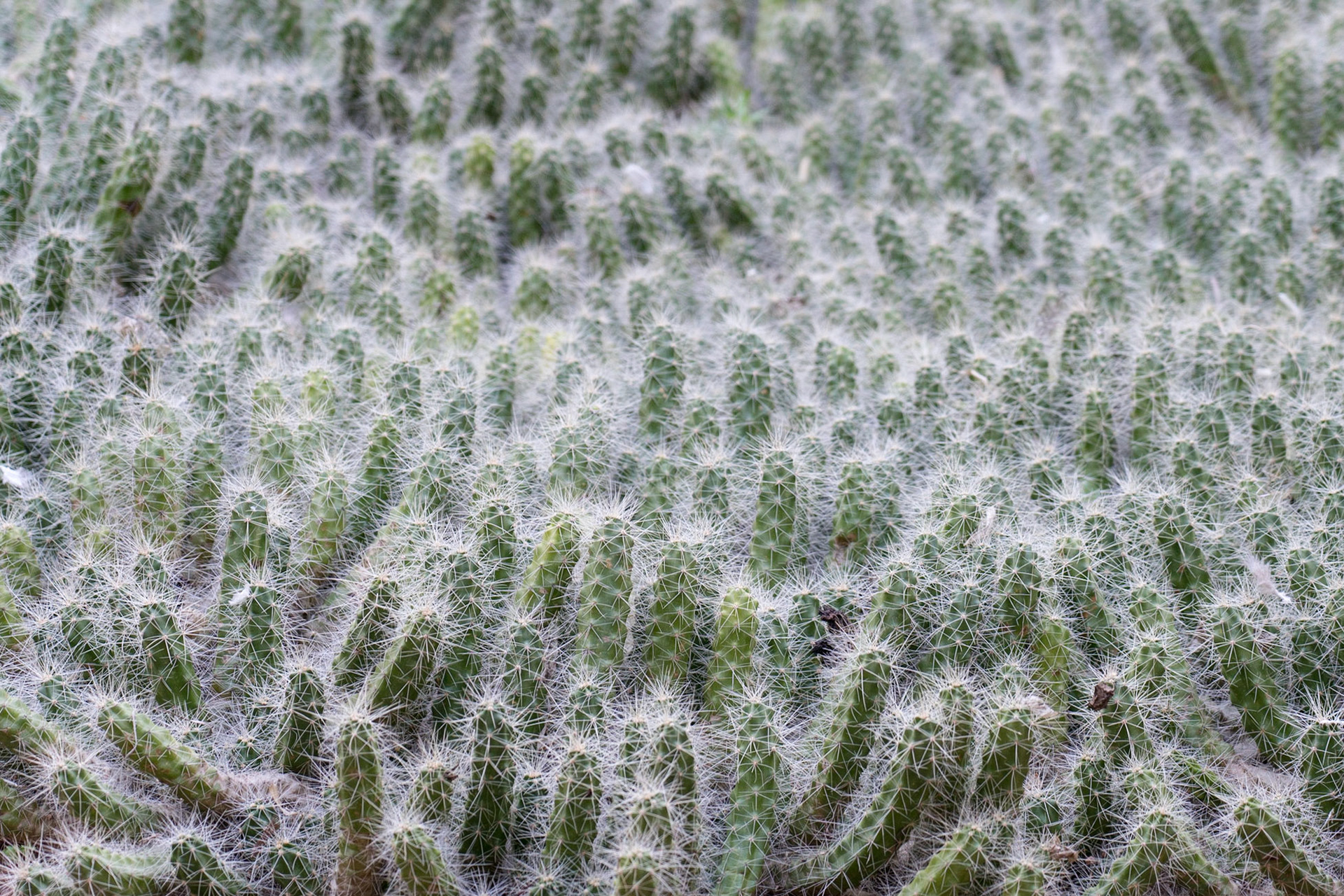 Jardin Majorelle - Marrakech