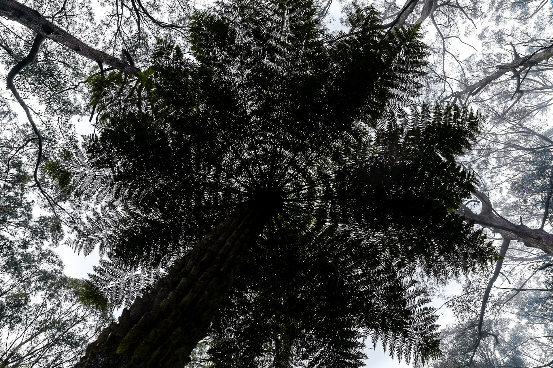 Dandenong Ranges National Park