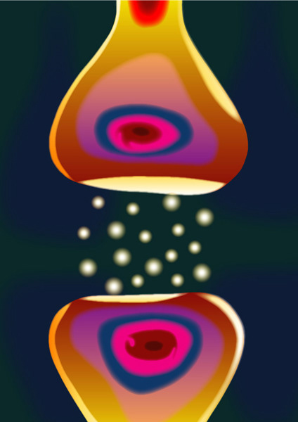synapse