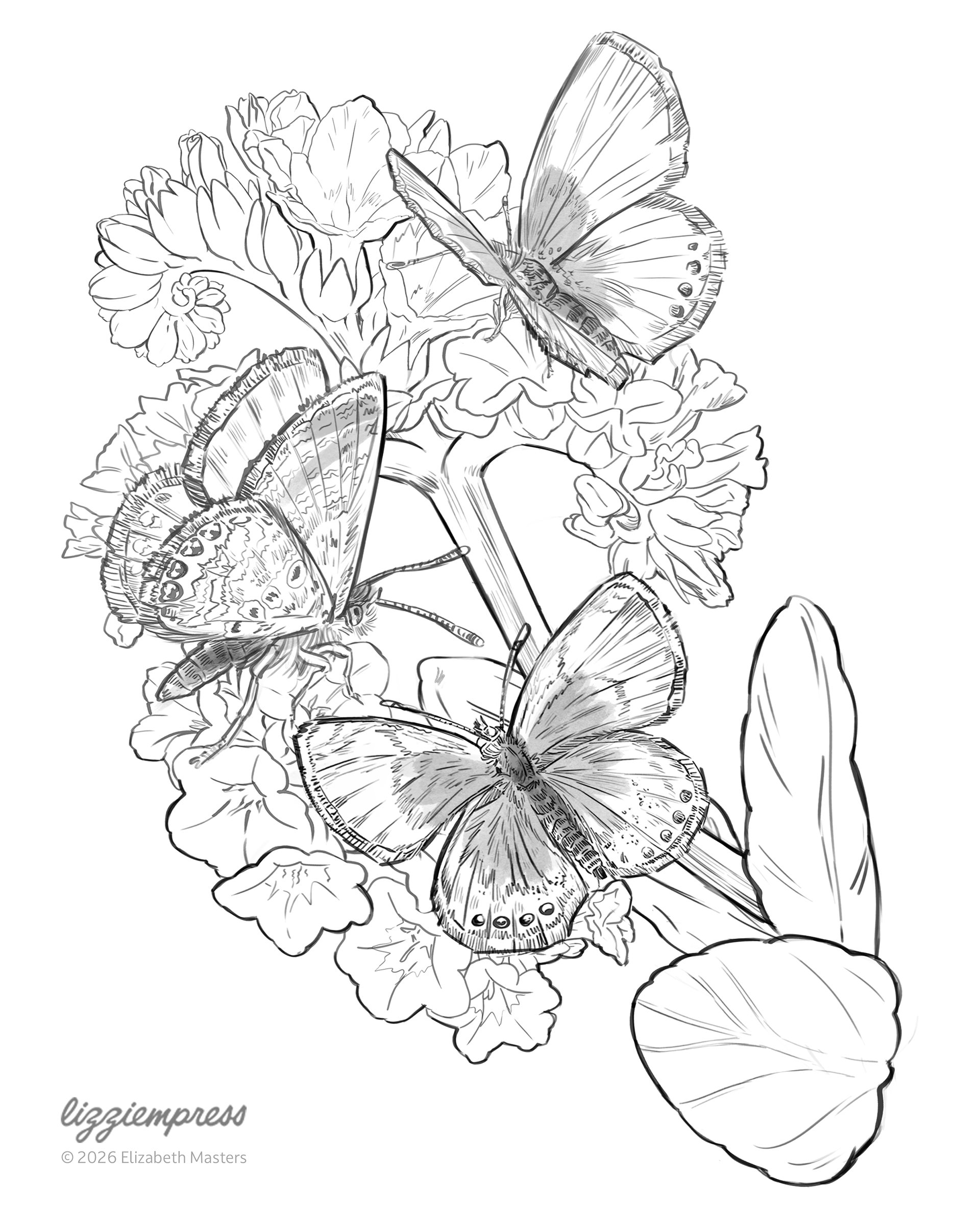 Sketch