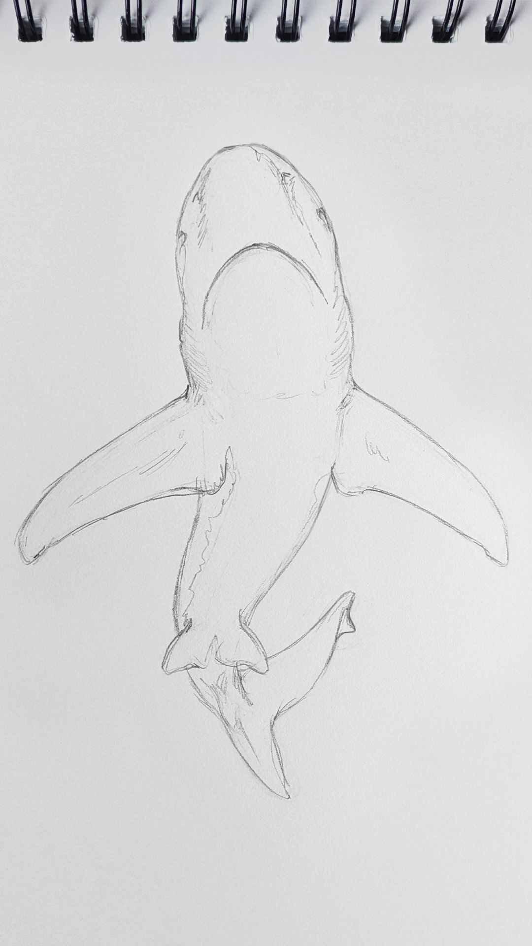 Graphite pencil sketch