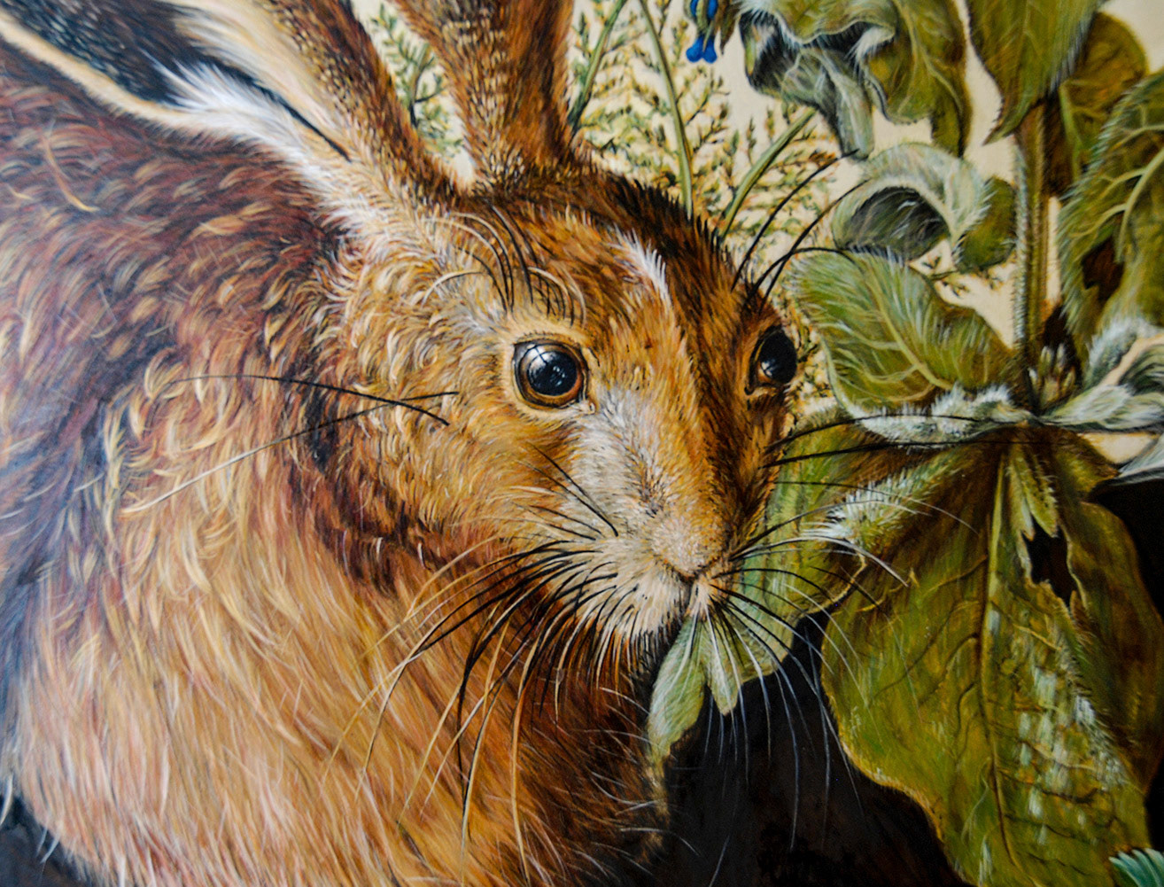 Detail of the Hare's face