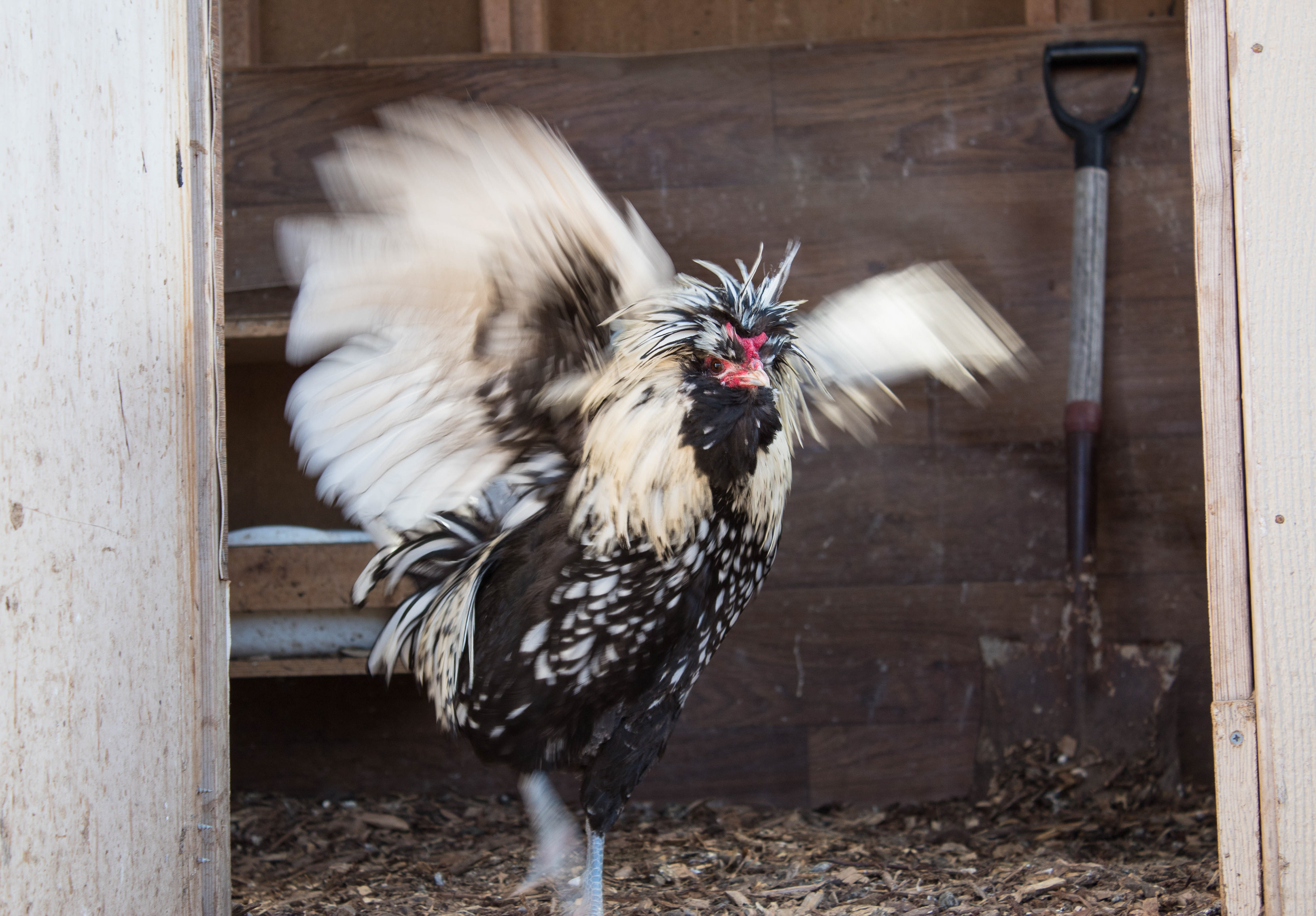 Haystack the Rooster