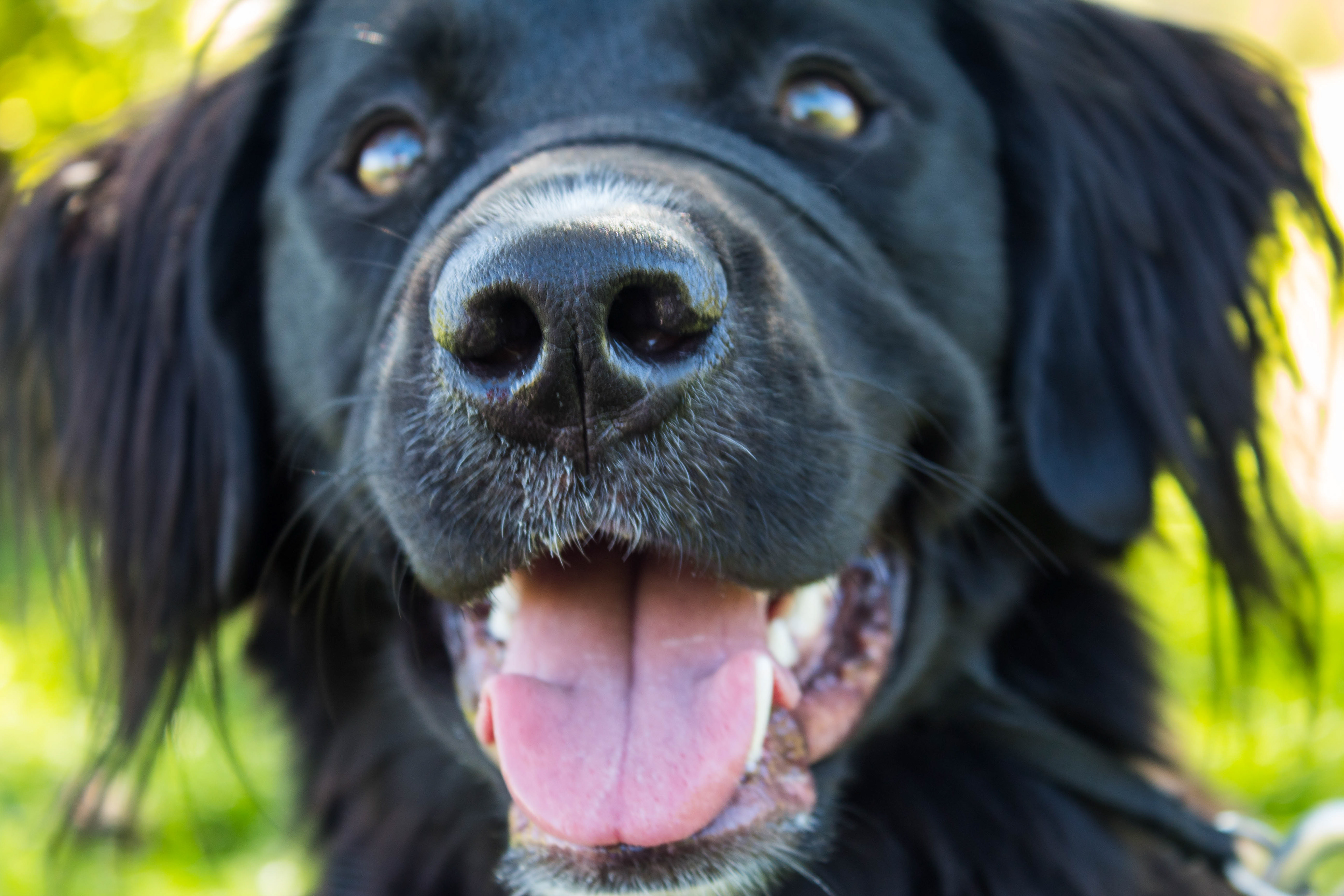 Bear the Dog
