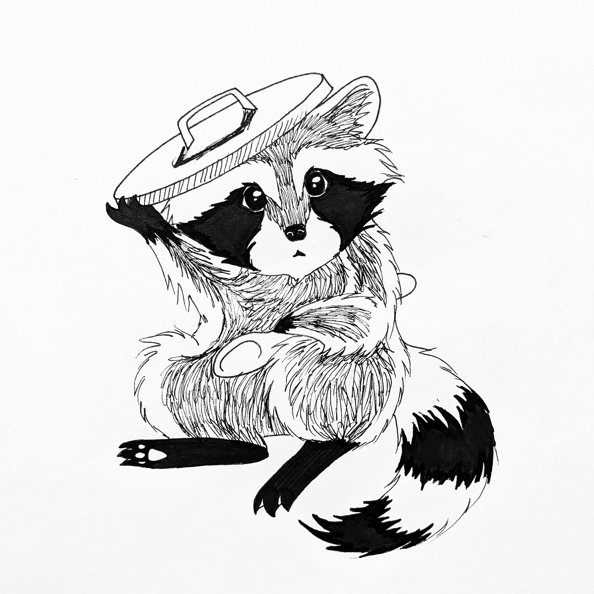 Baby Raccoon