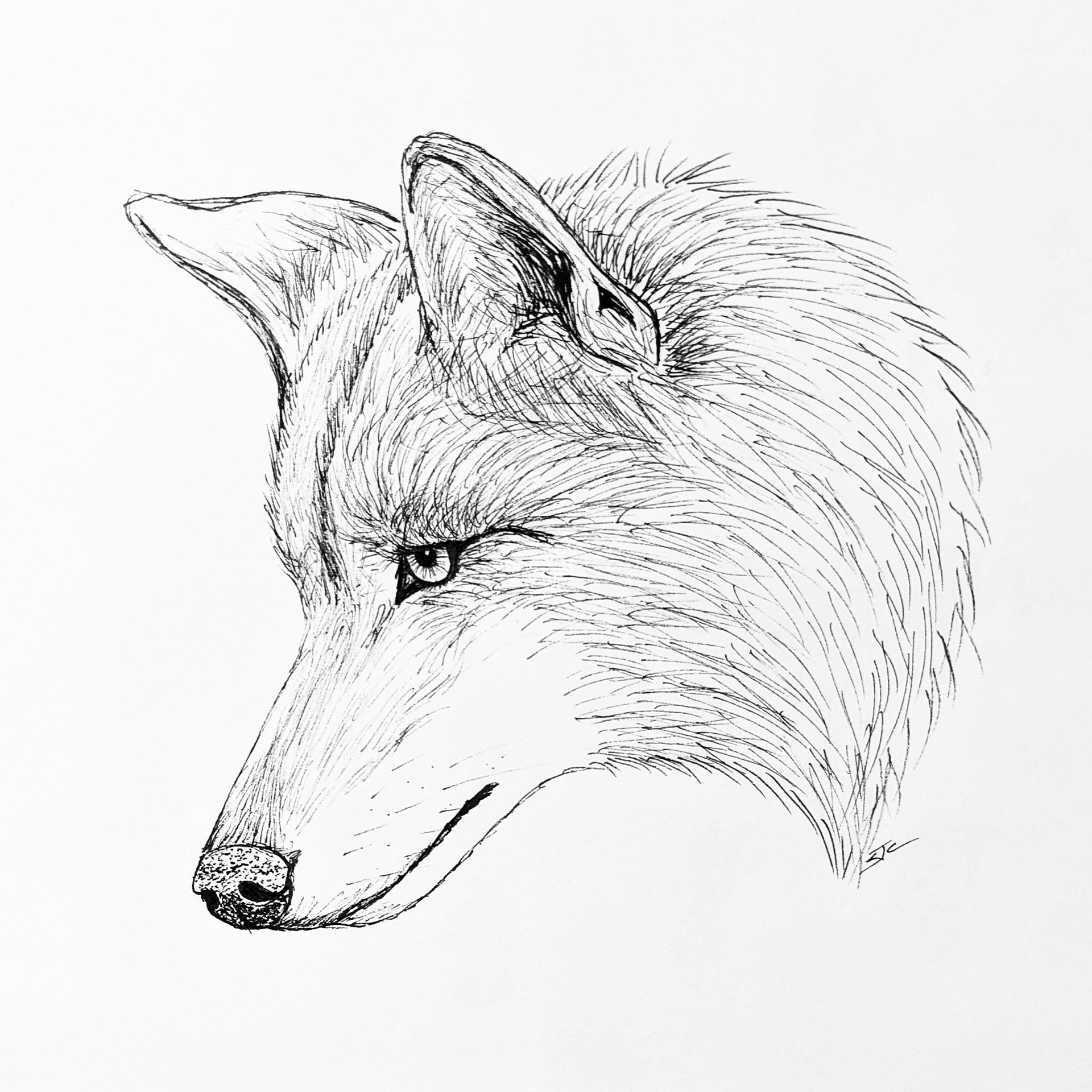 Wolf Profile