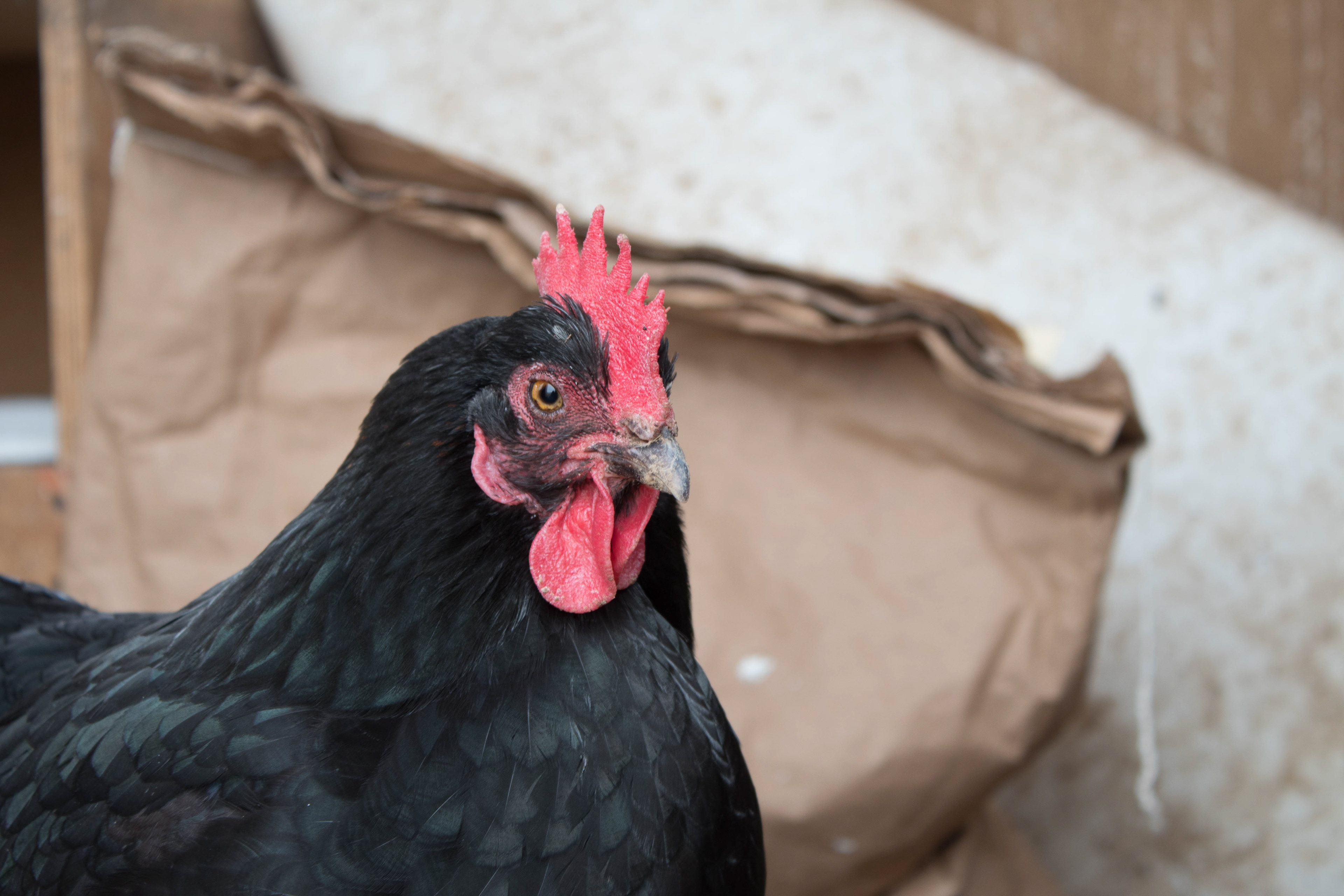 Chicken in the Coop