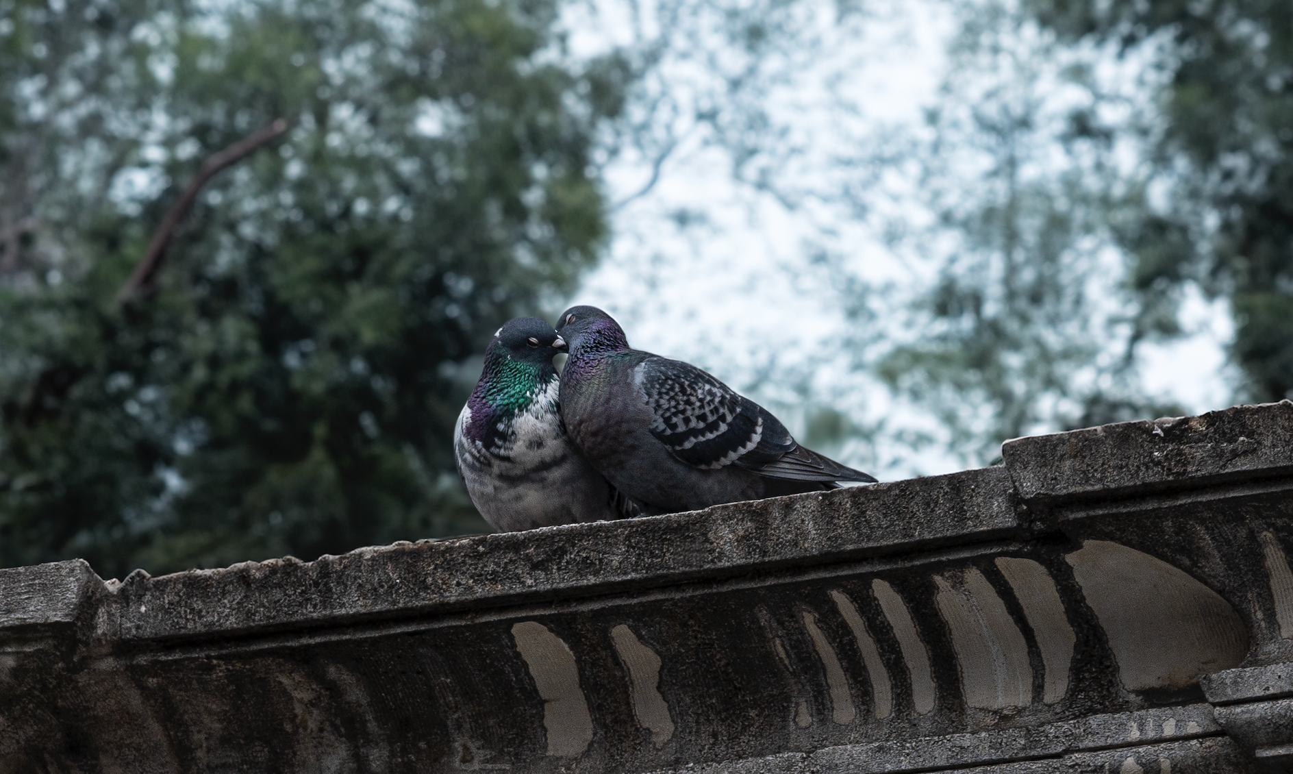 Love Birds