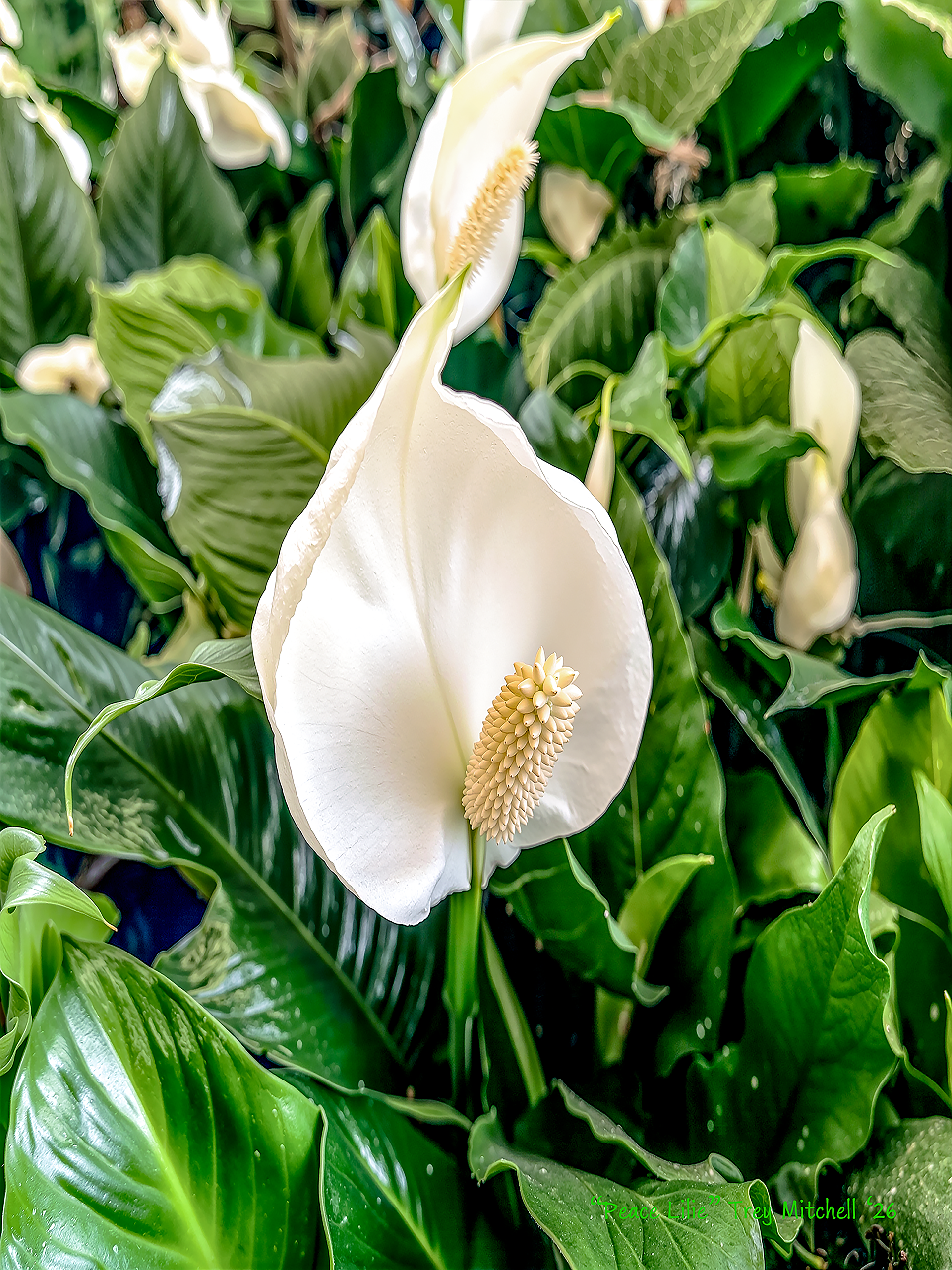 Peace Lily