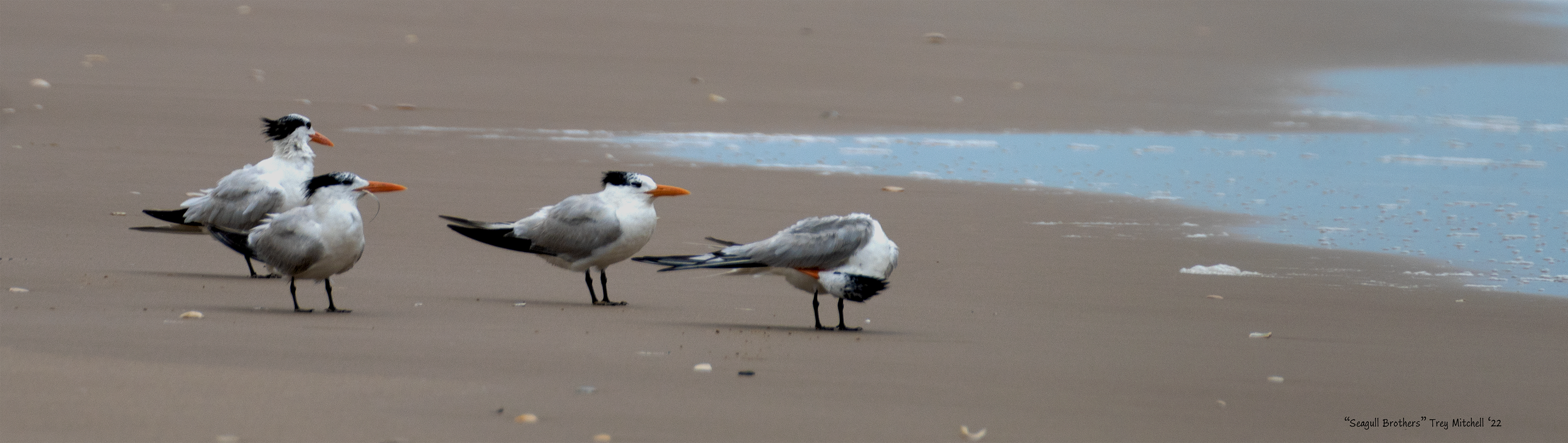 "Seagull Brothers"