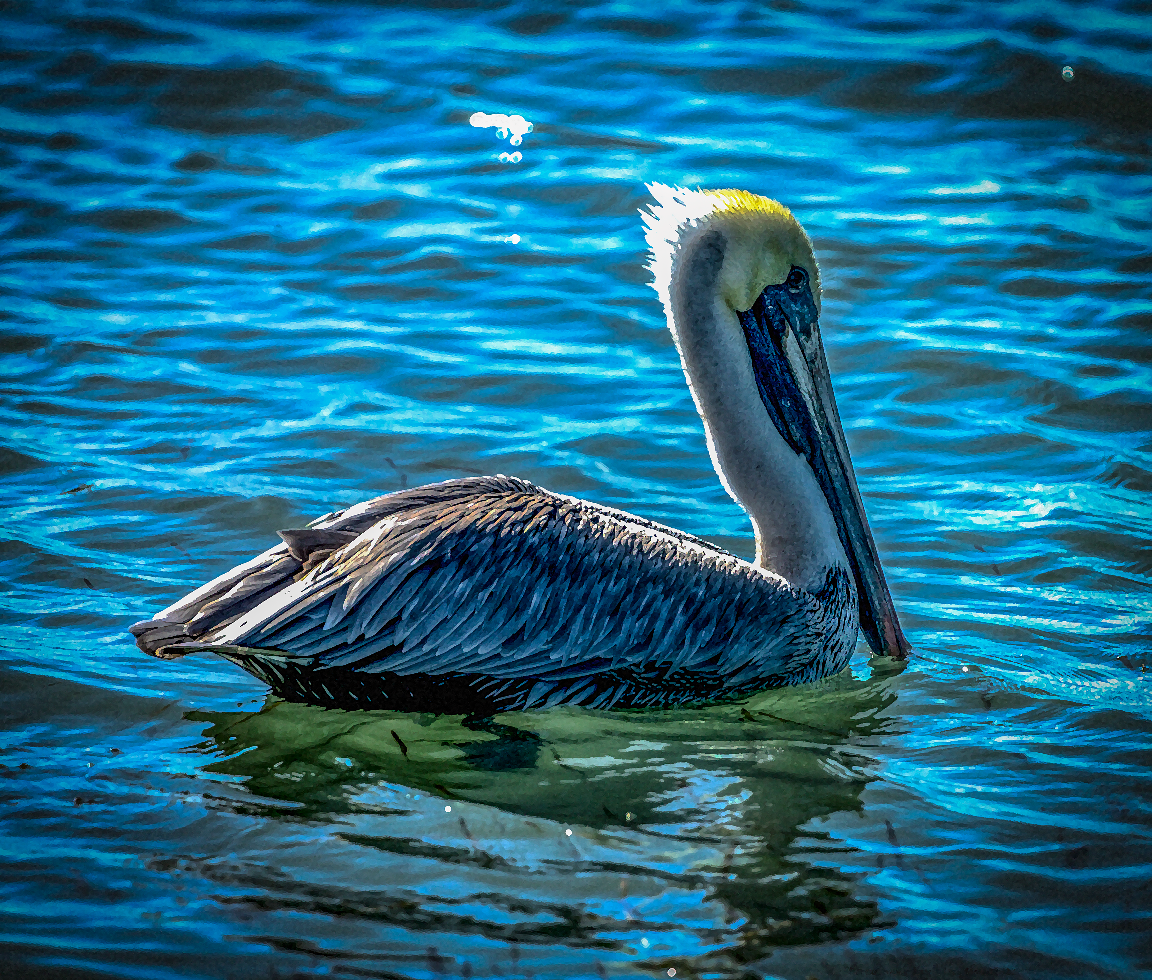 "Pelican Snack Time"