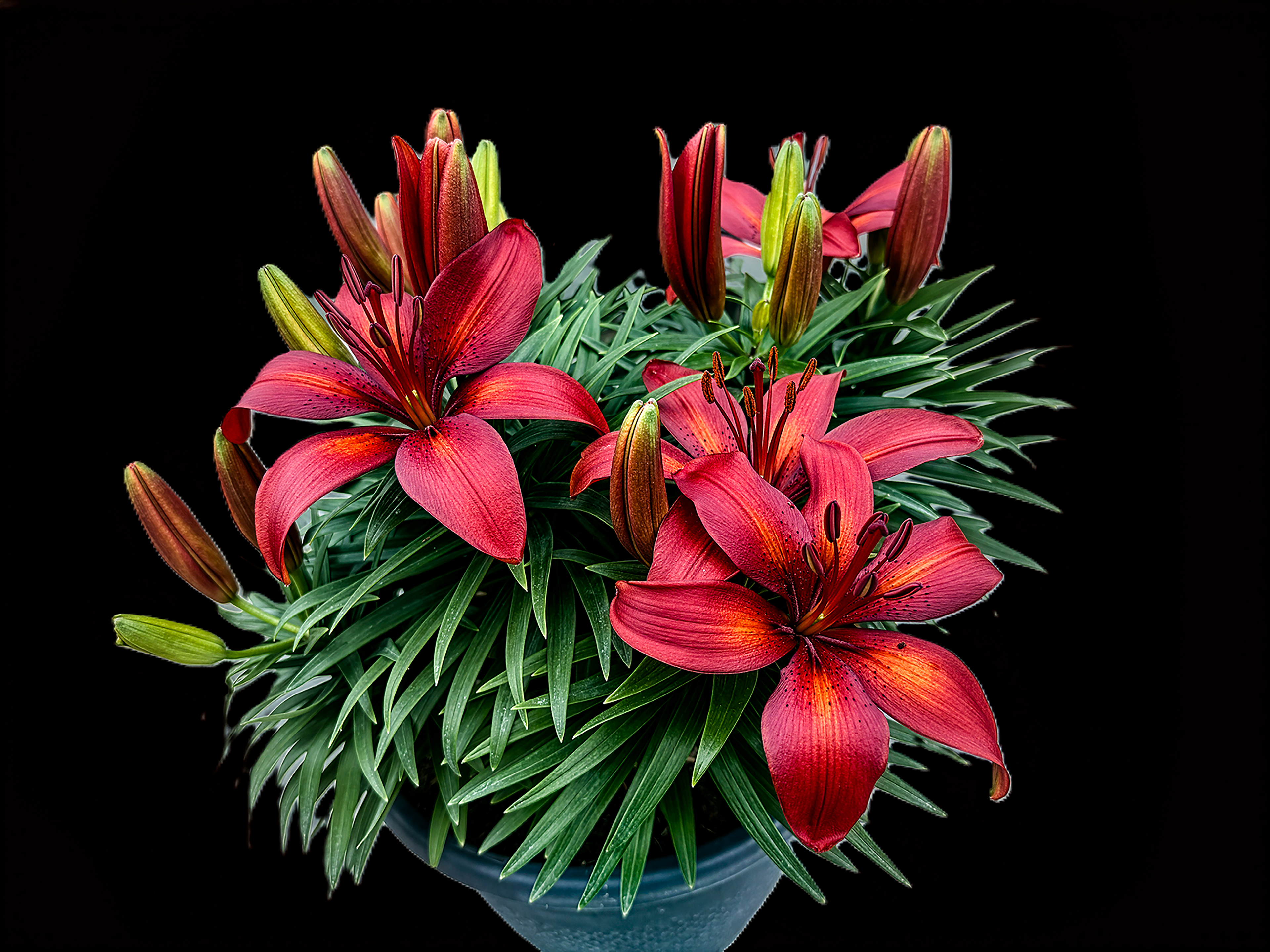 Red Asian Lilies