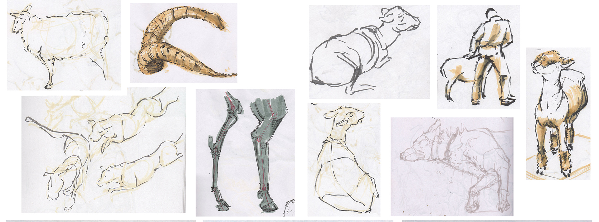 Studies from the Toronto Royal Winter Fair