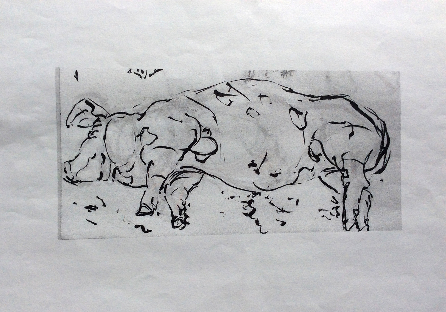 Ink Study from the Toronto Royal Winter Fair