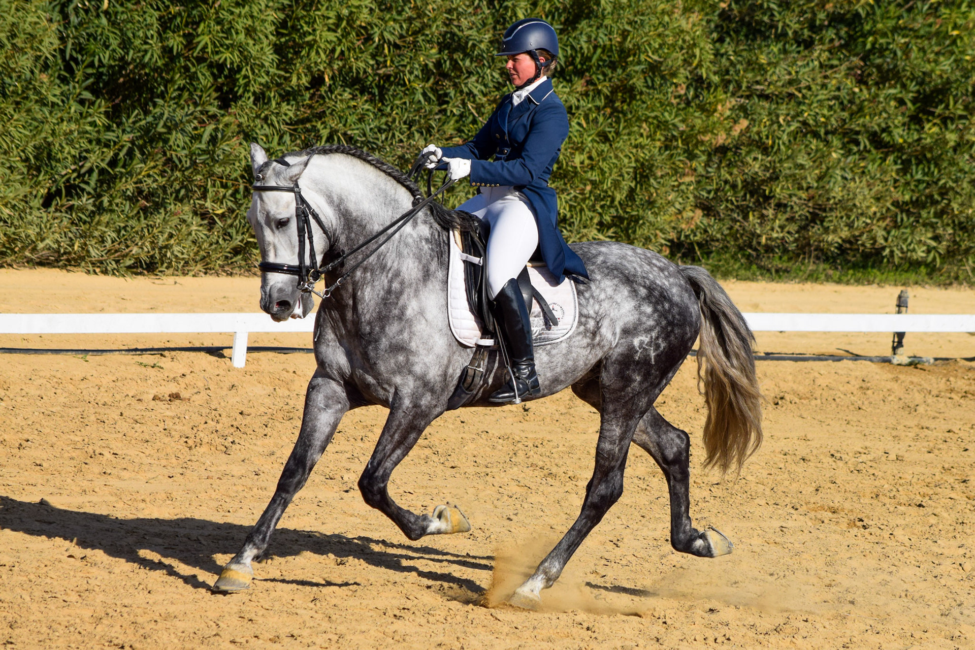 Teresa Ortiz & PRE Stallion Chulito