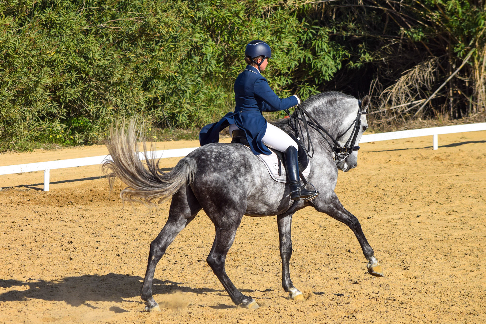 Teresa Ortiz & PRE Stallion Chulito