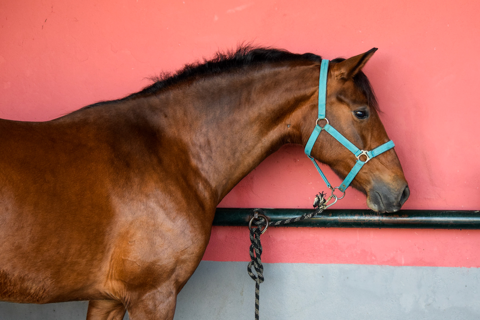 PRE Mare 4 years