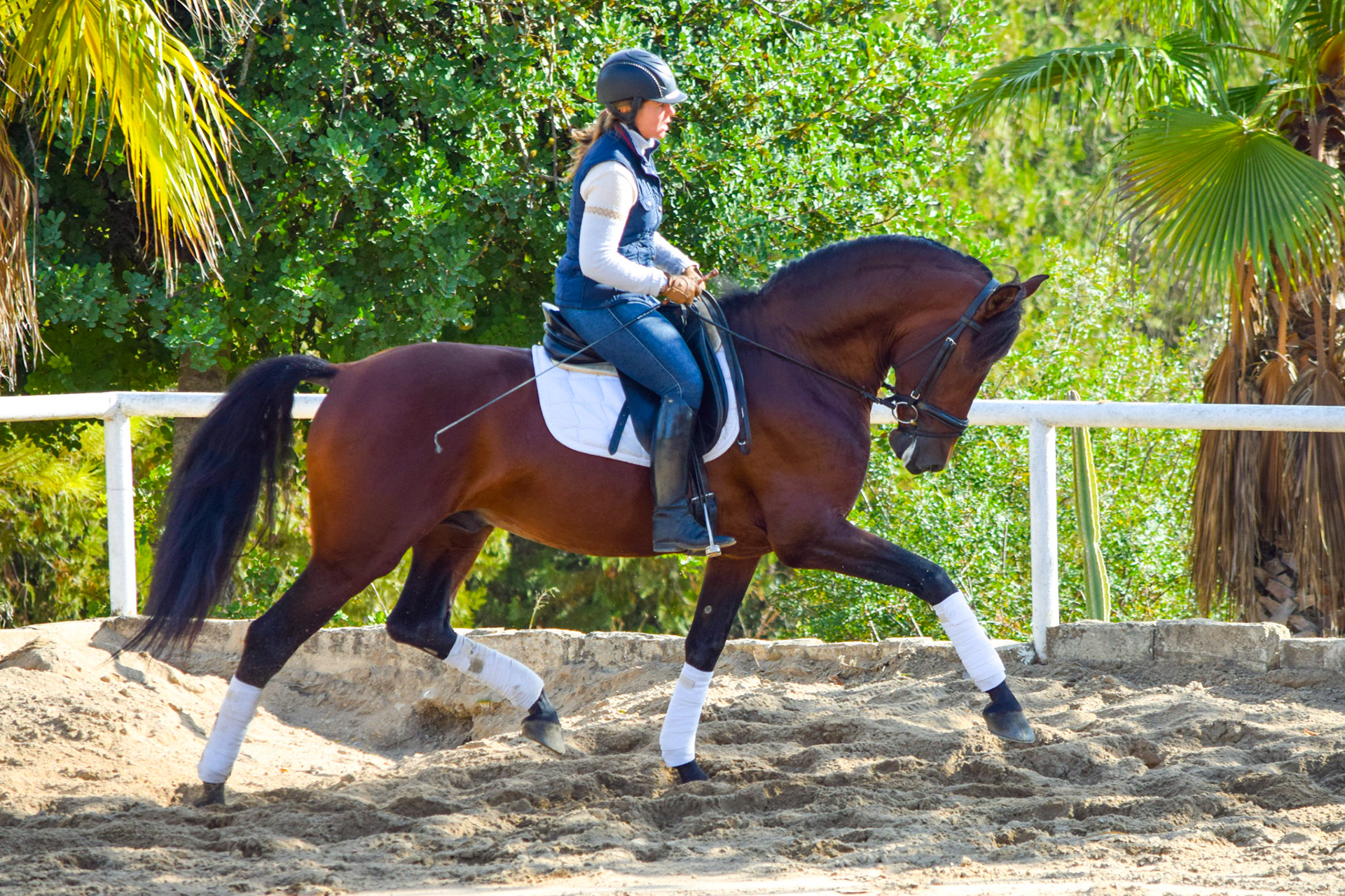 PRE Dressage Horse