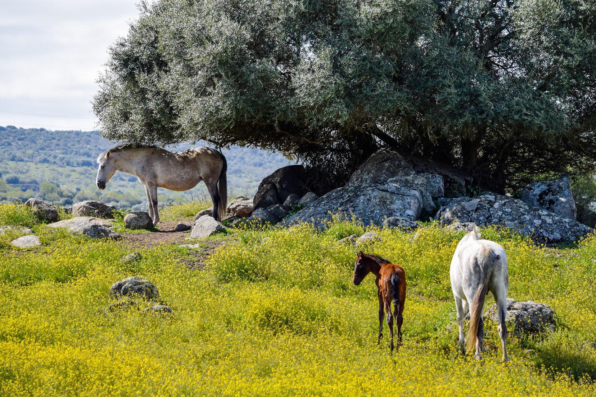from "PRE Stud Farm in Extremadura"