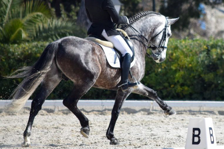 Marc Amat & PRE Stallion Ambicioso