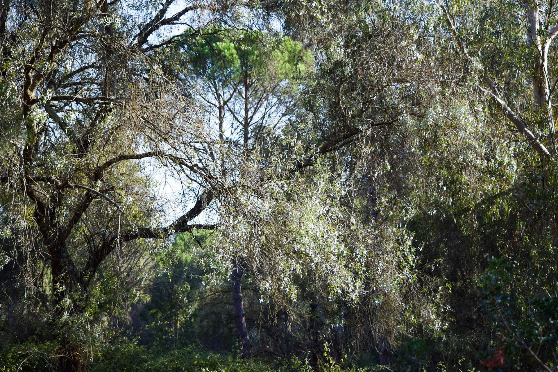 from "La Doñana National Park"
