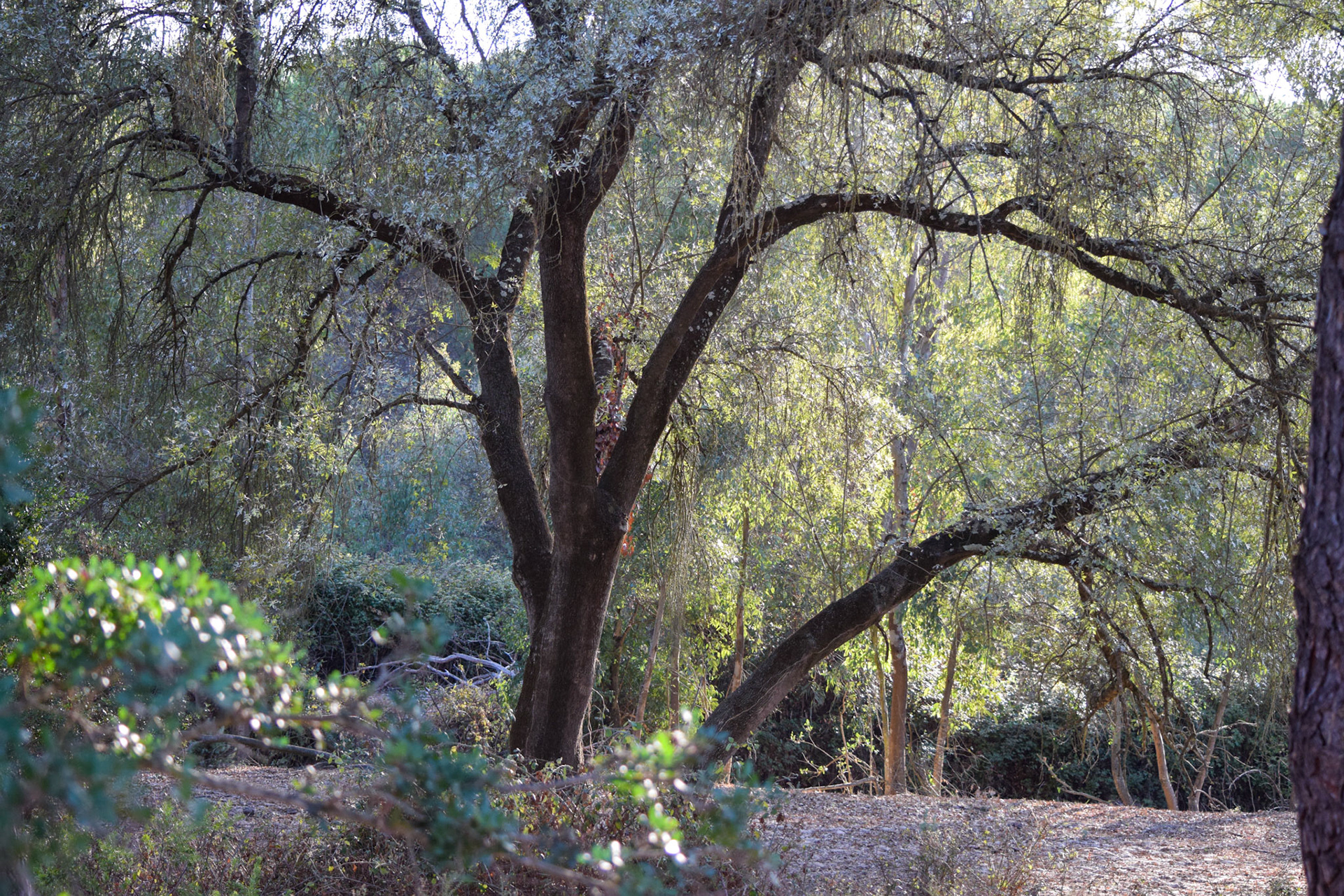from "La Doñana National Park"