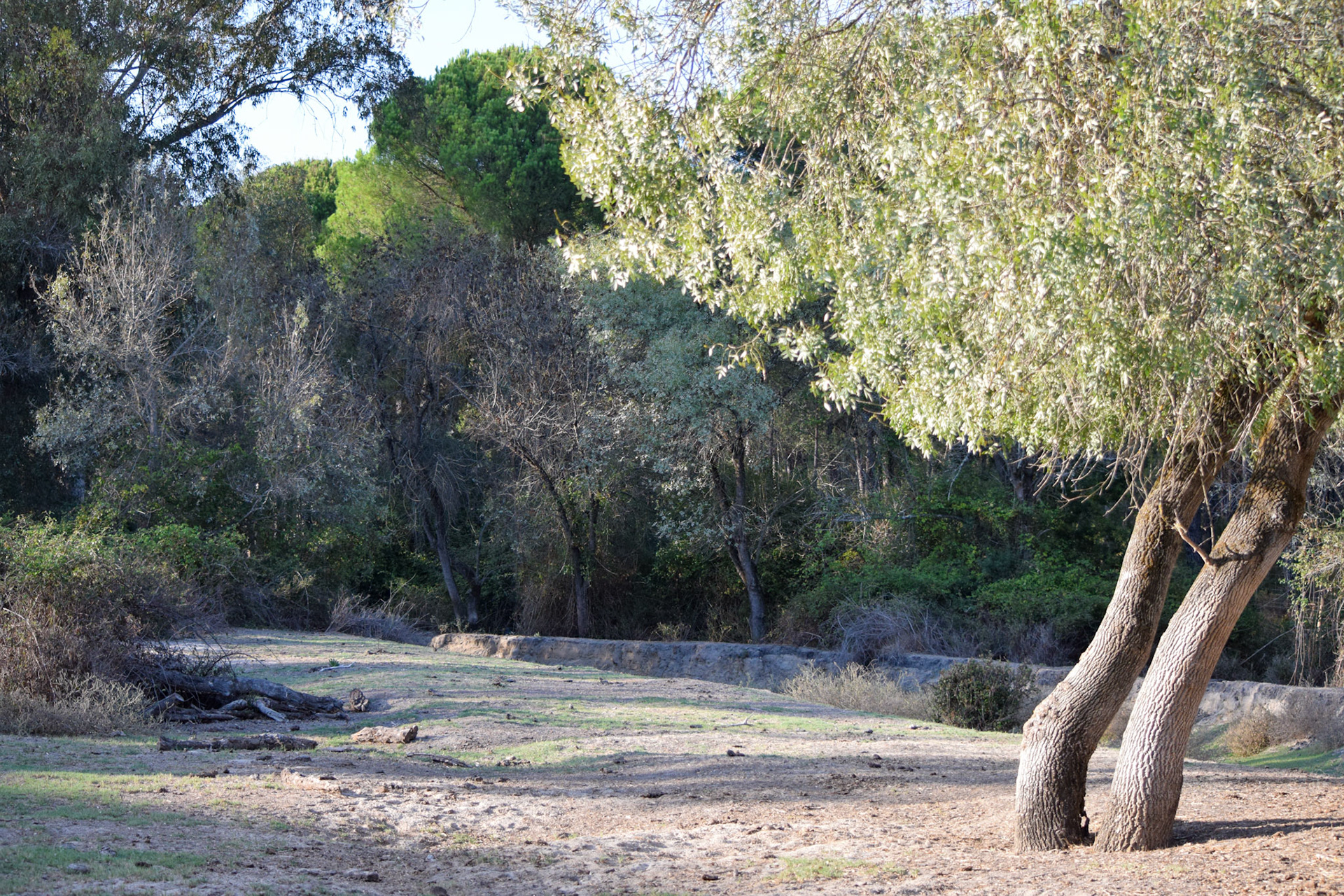 from "La Doñana National Park"