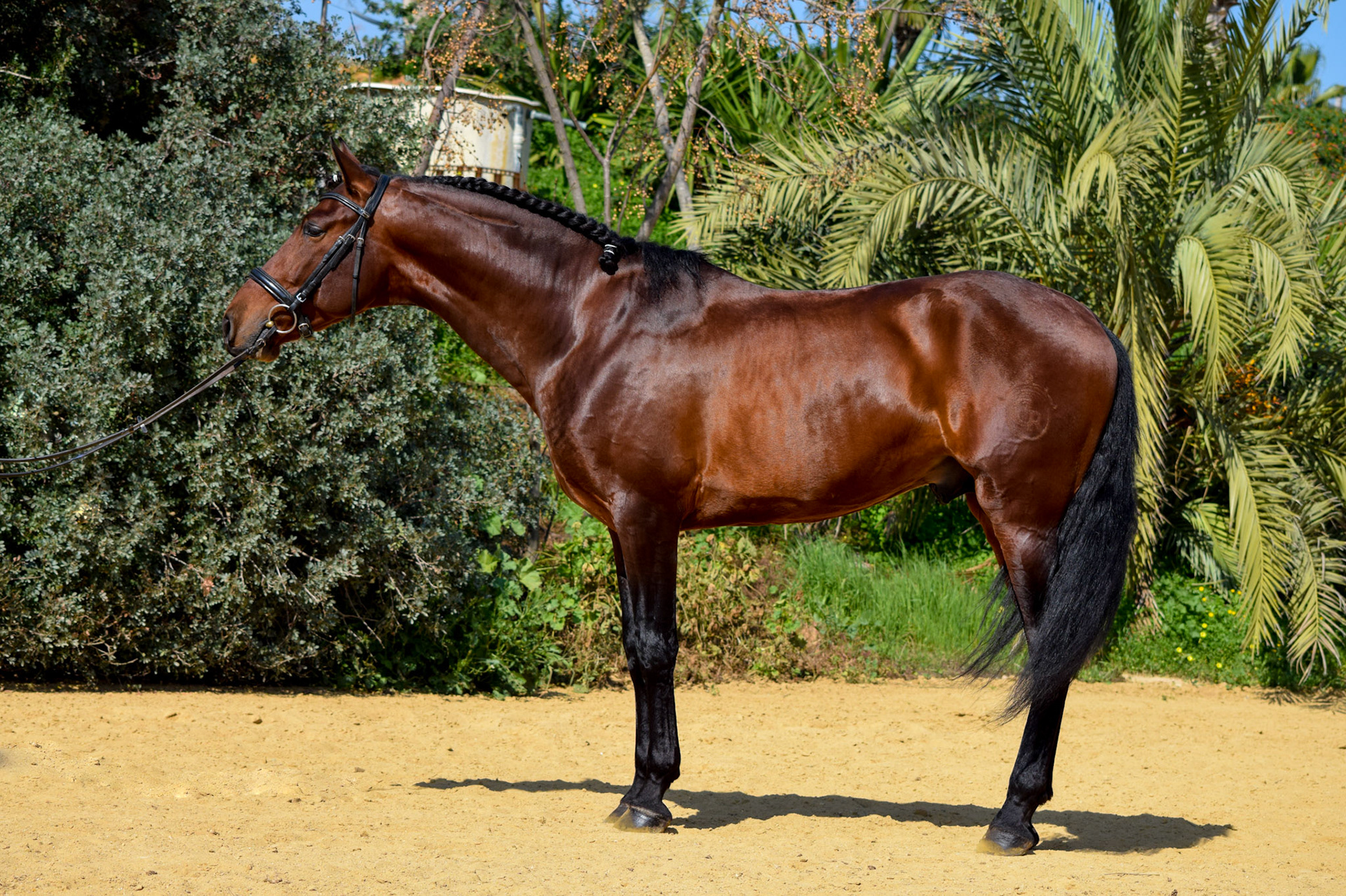 PRE Dressage Horse 5 years