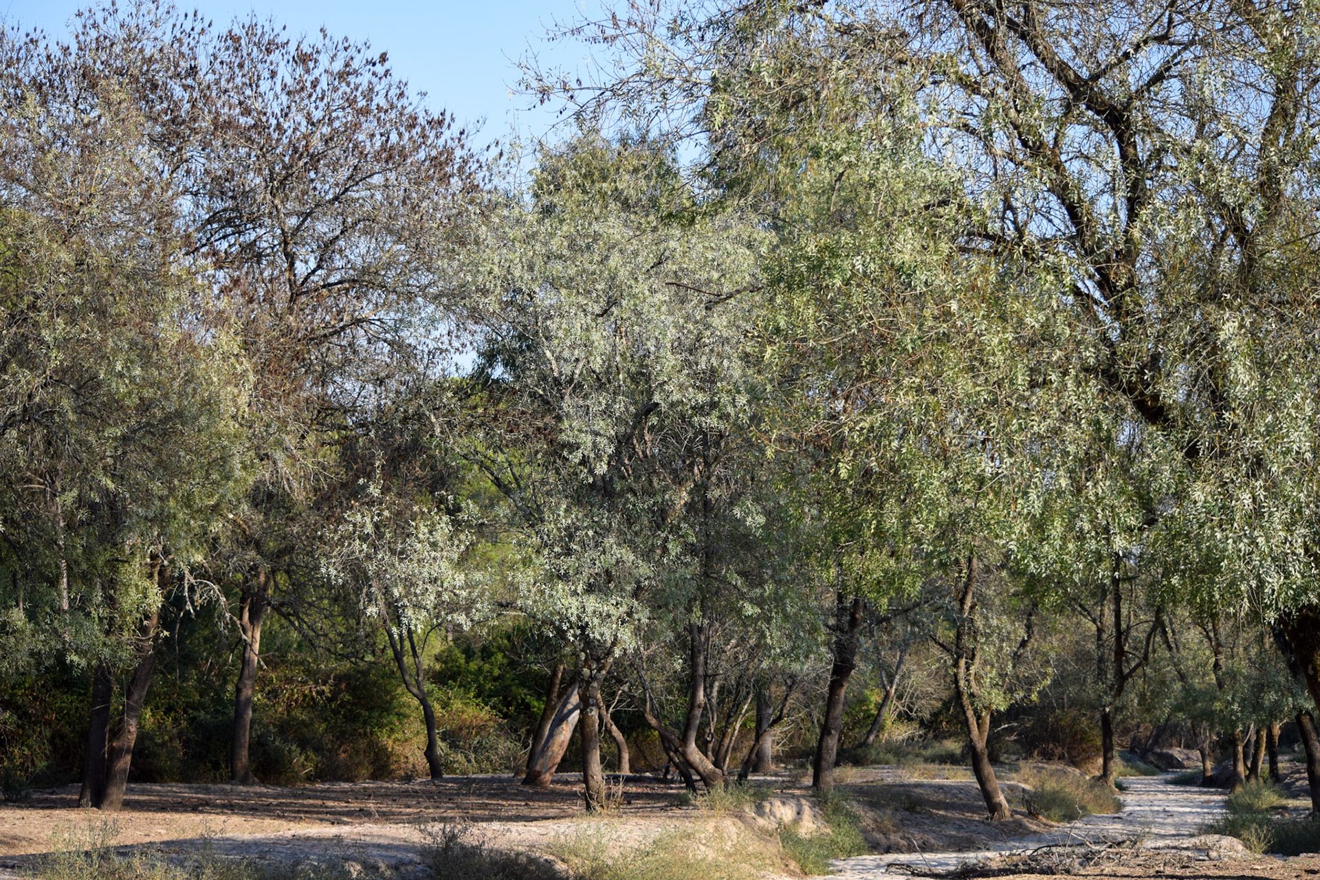 from "La Doñana National Park"