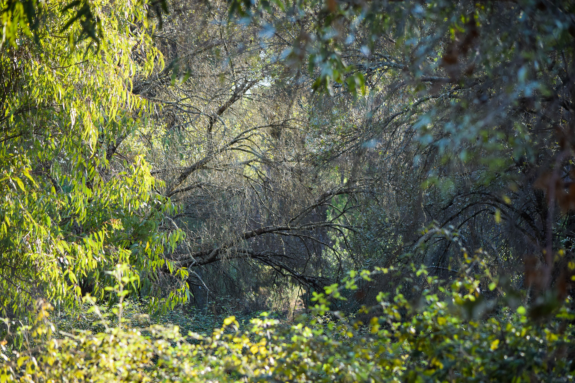 from "La Doñana National Park"