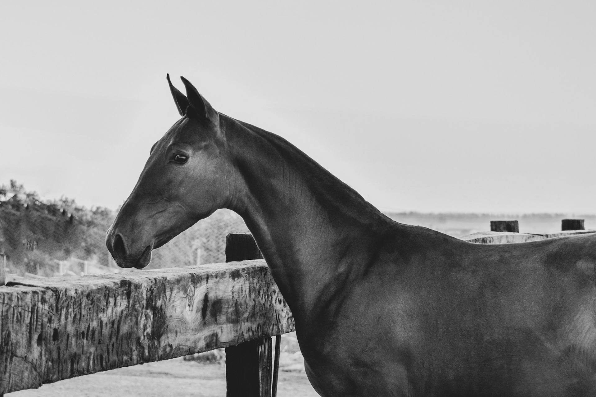 PRE Filly