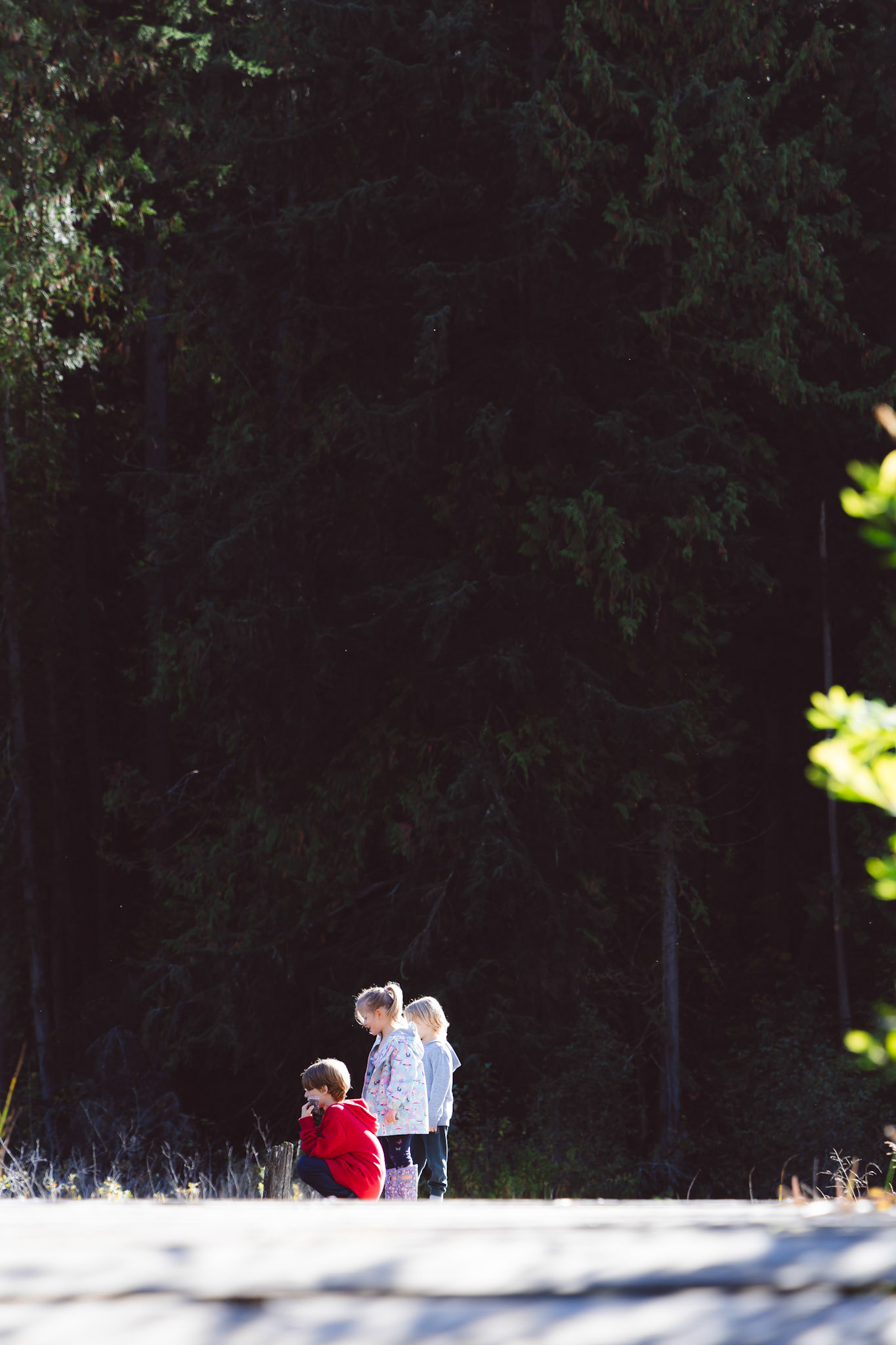 Enchanted Forest