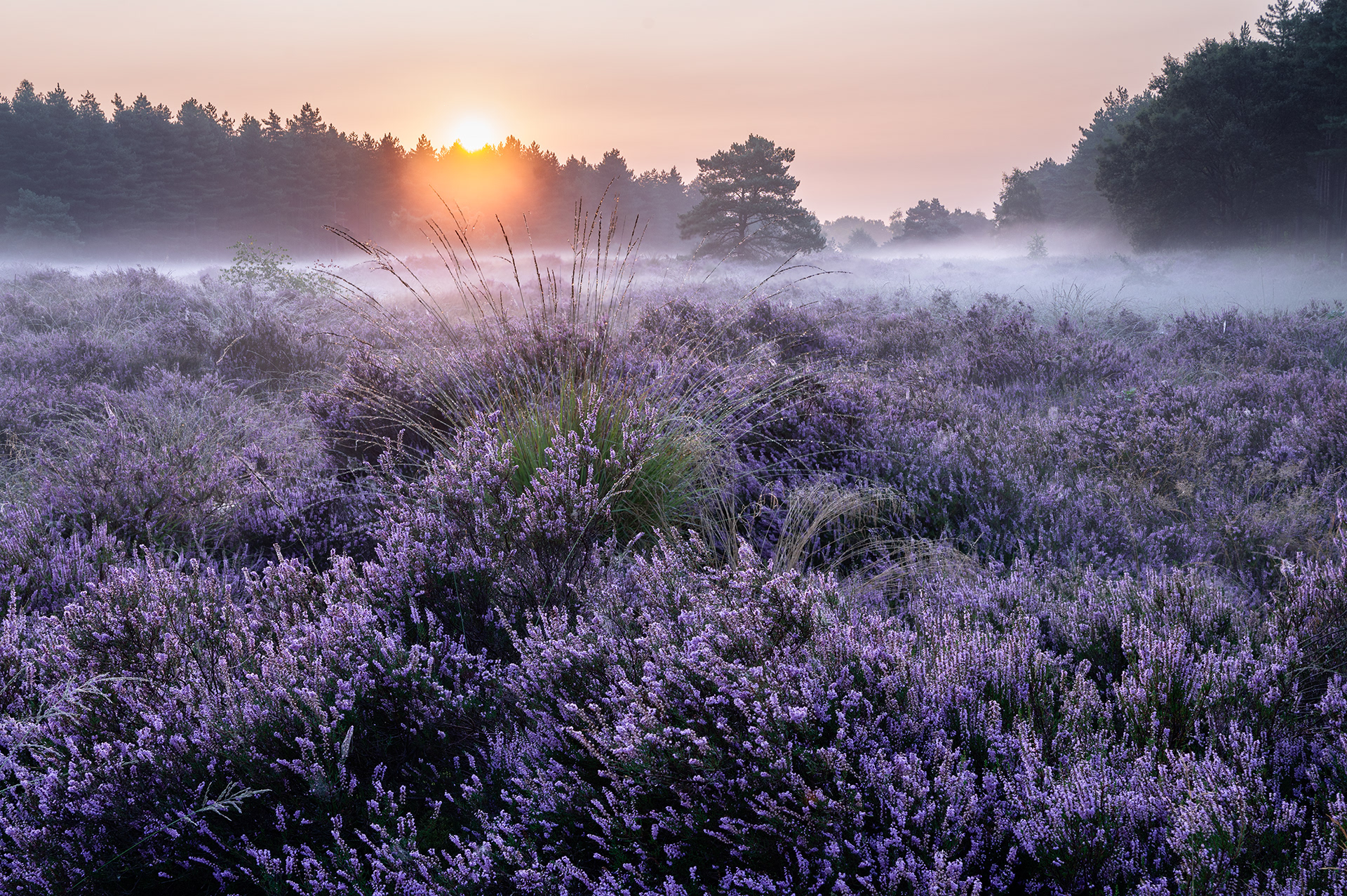 The Hidden Heathland of Bosland - Heuvelse Heide, Lommel