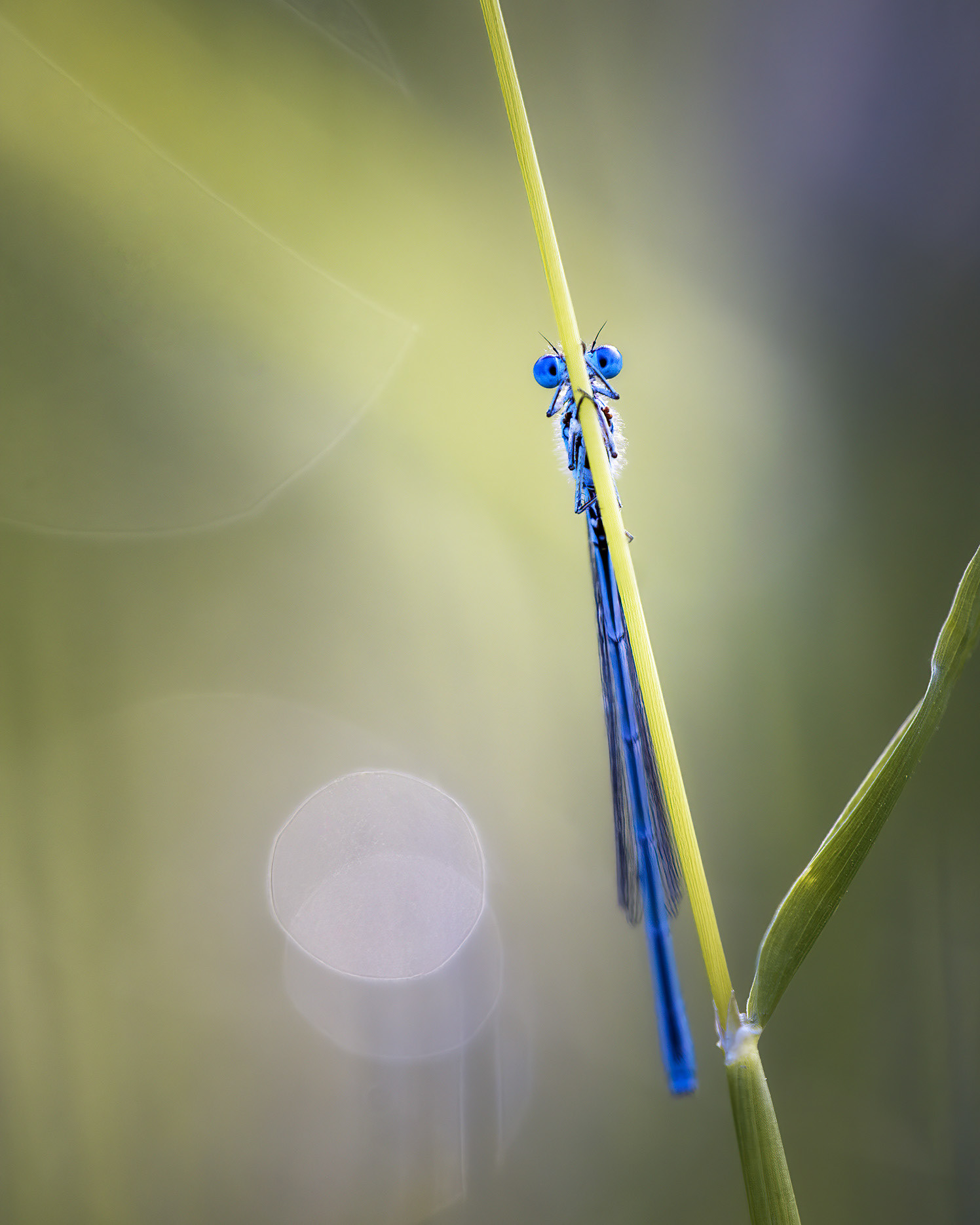 Two Eyes, One Stem, Nothing Else - Azure Damselfly Close-up 