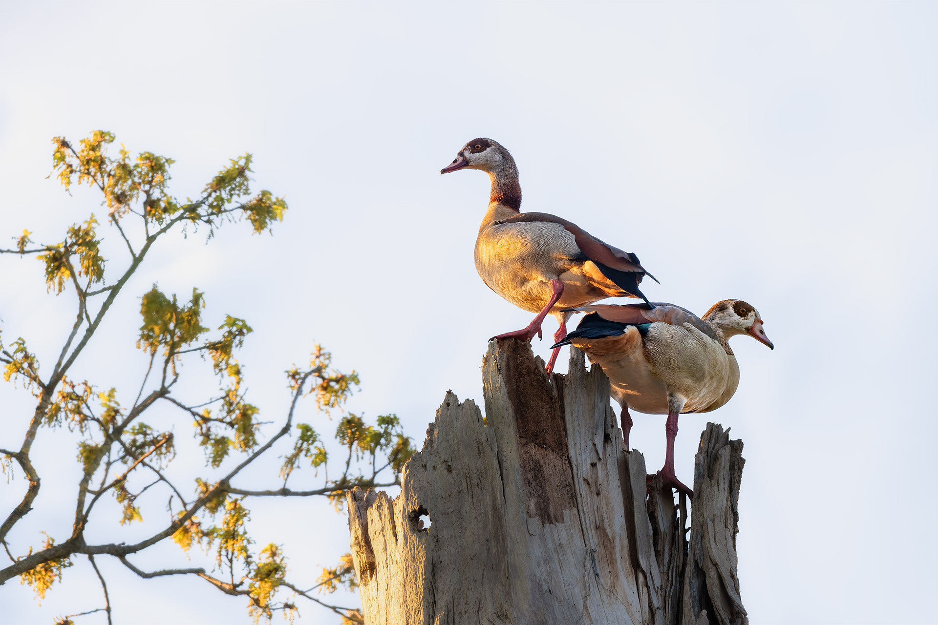 Back to Back at Dawn - Two Egyptian Geese on a Dead Tree in Morning Gold