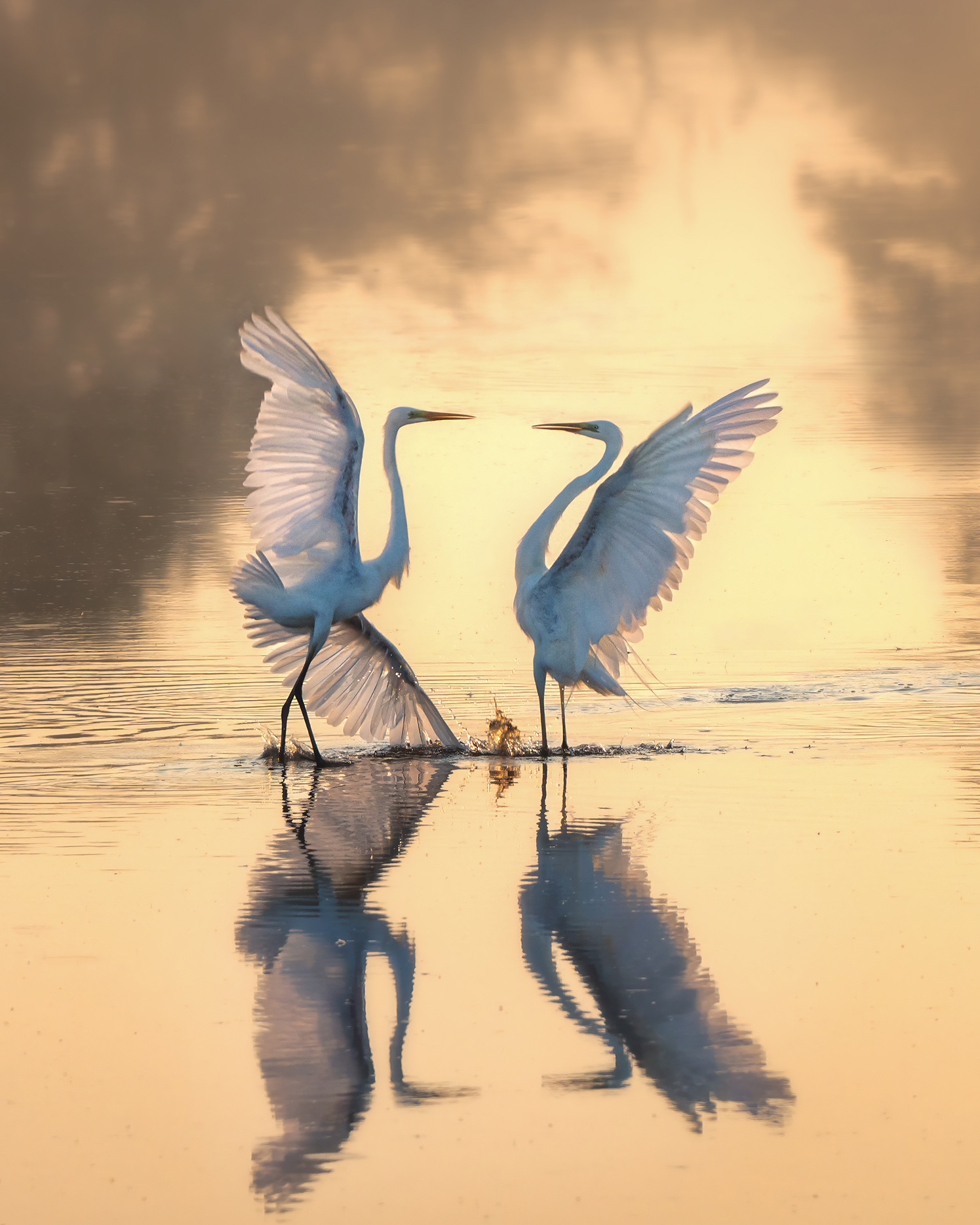 The Mirror That Fights Back - Great Egrets in Confrontation
