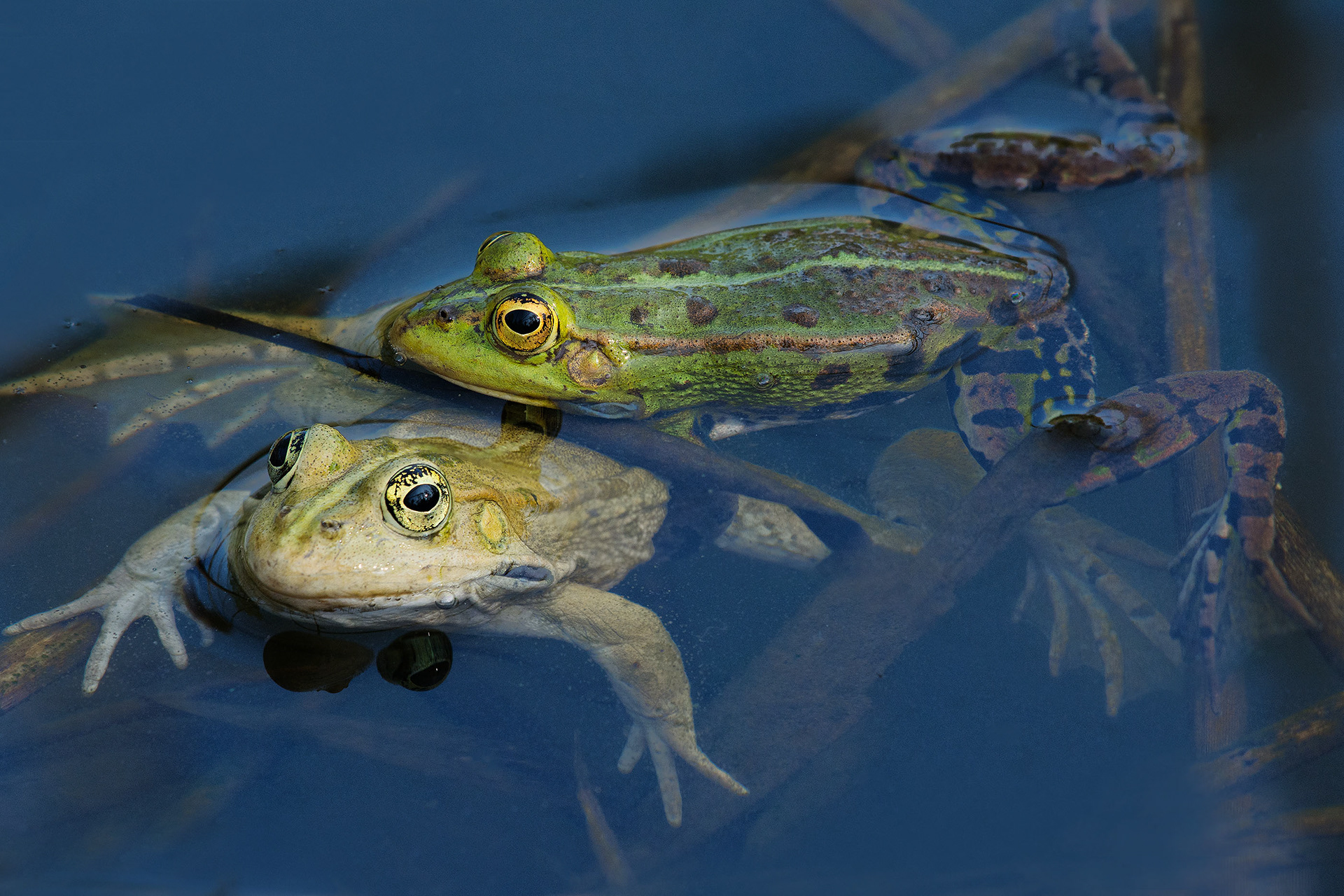 Green Holds Pale - Two Frogs at the Water Surface in Mating Embrace