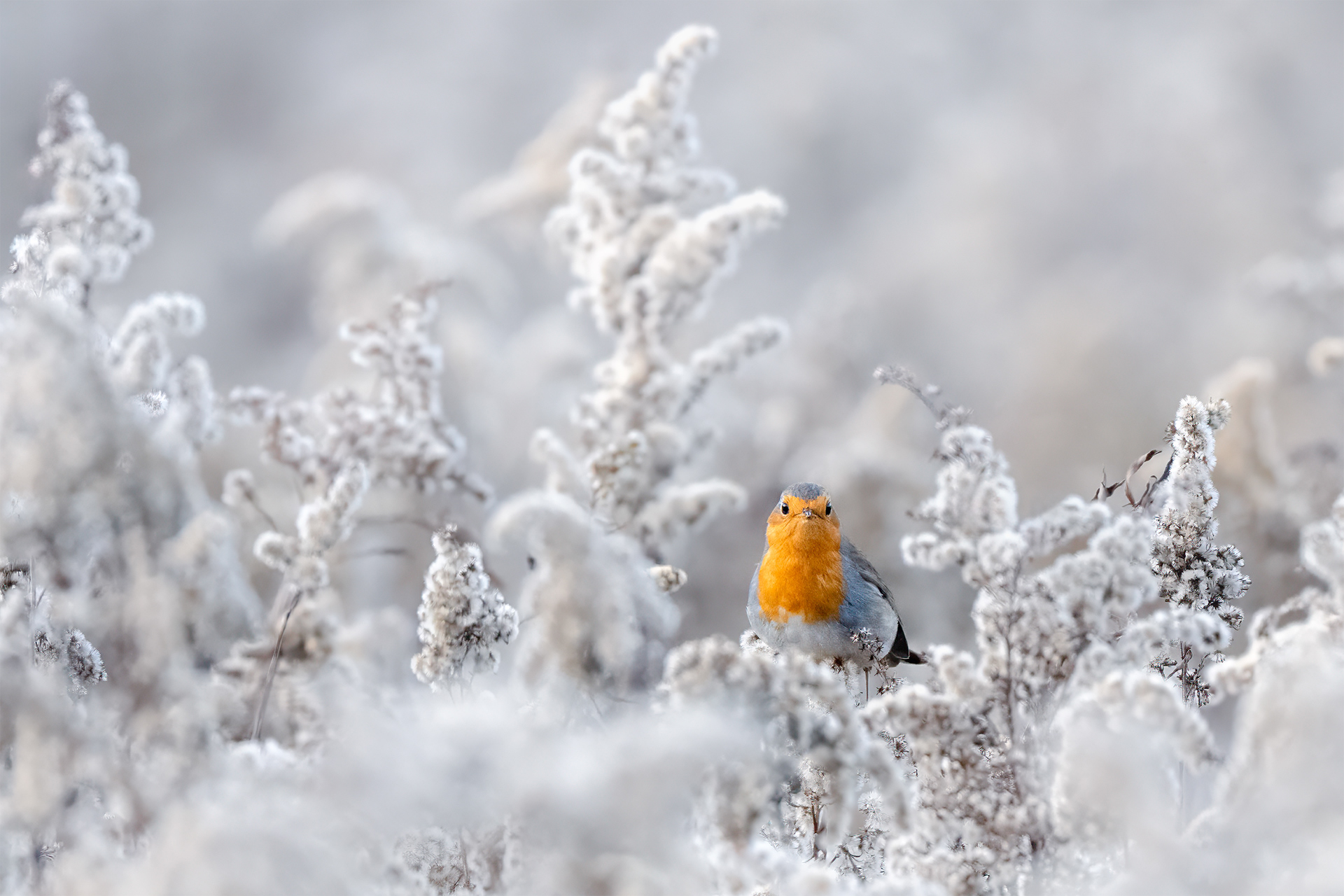 Frost & Feathers  - A Robin in an Open Winter Field