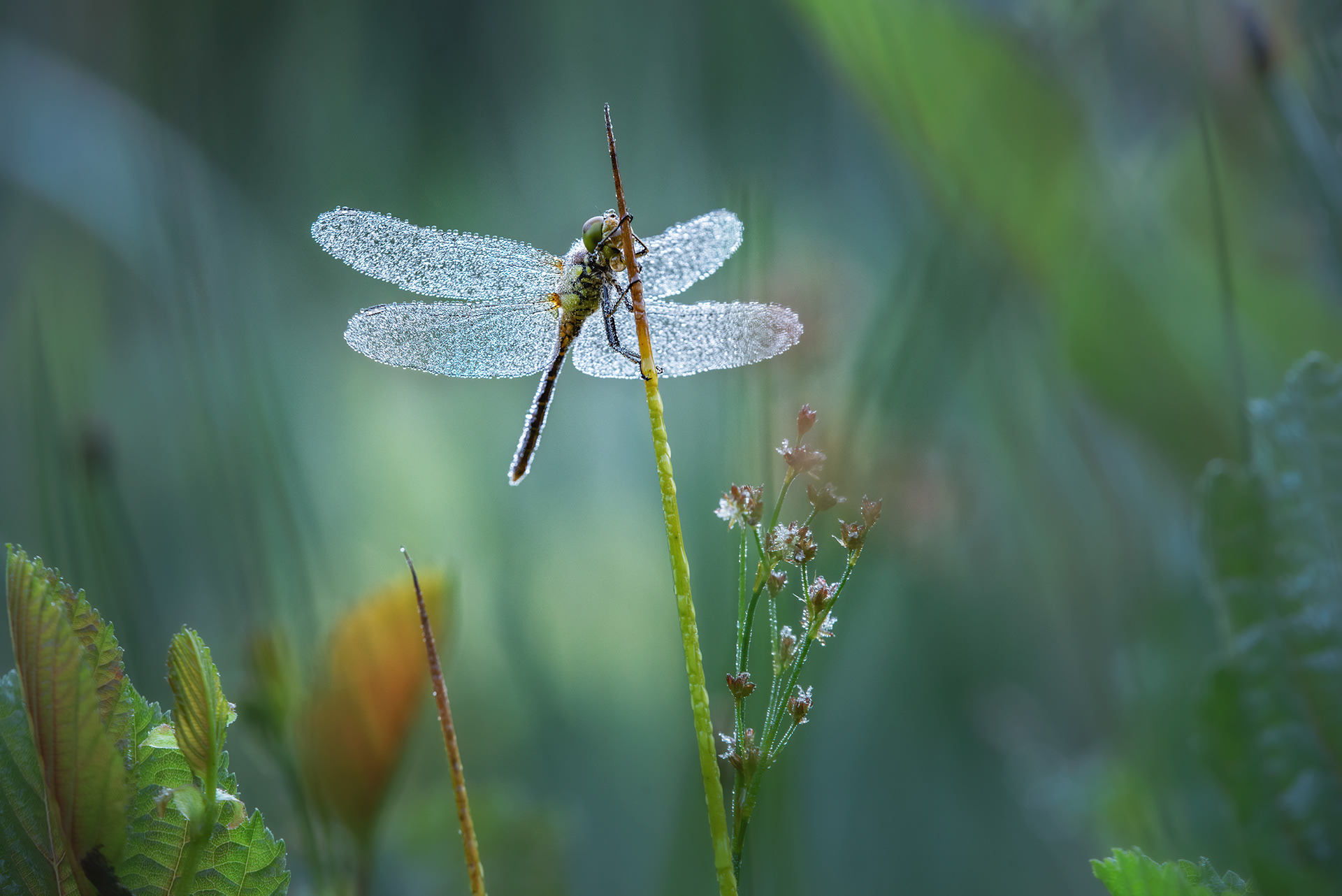 A Hundred Drops on Delicate Wings - Female Ruddy Darter on Soft Rush