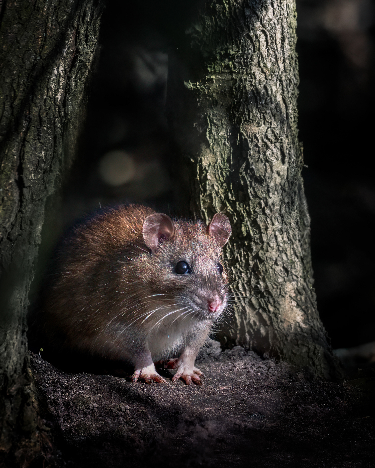 Look Before You Cross - A Brown Rat Appears between two Small Trees