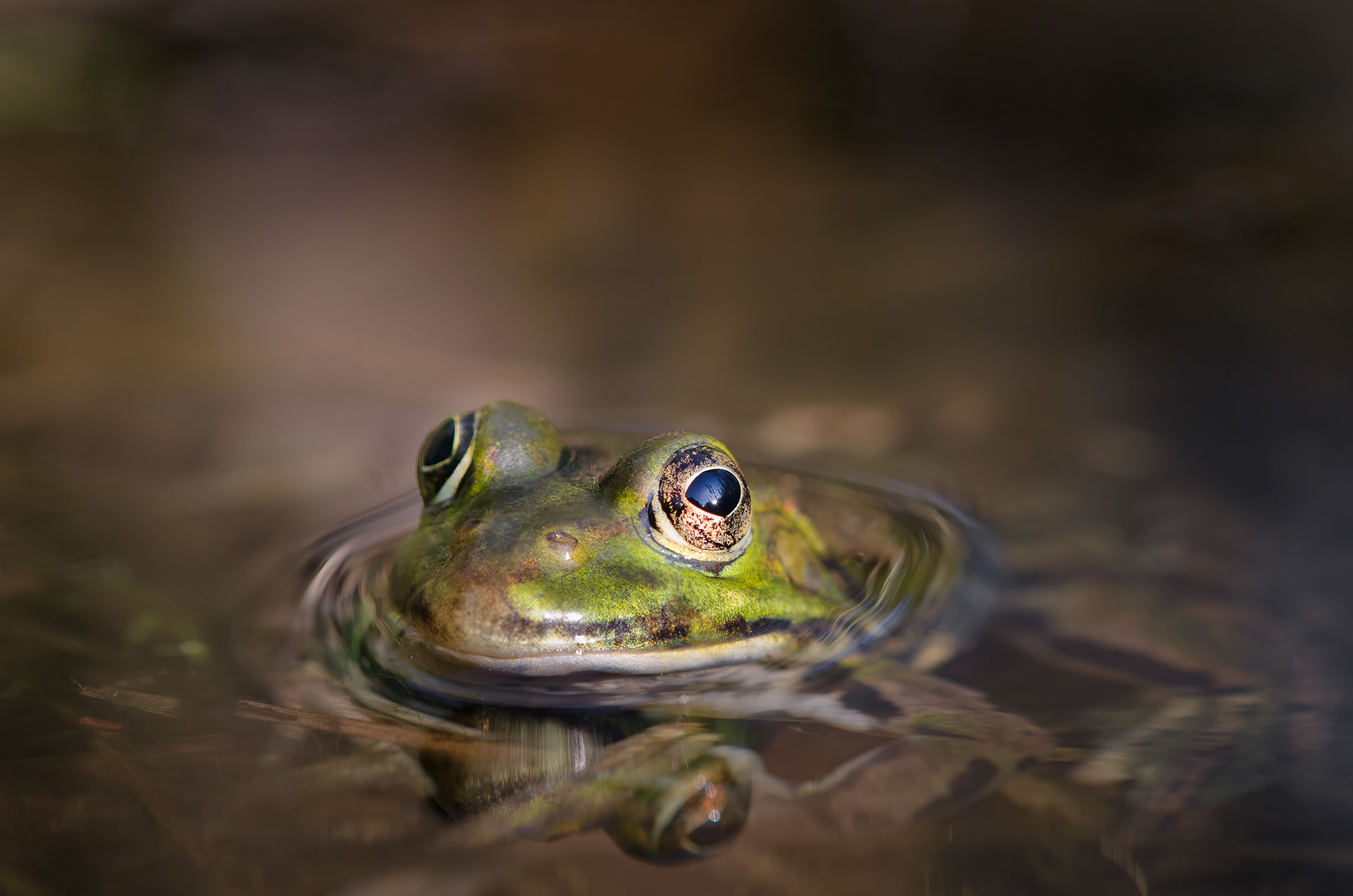 The Forest Fits Inside One Eye - Pool Frog with Forest Reflected in Its Eye