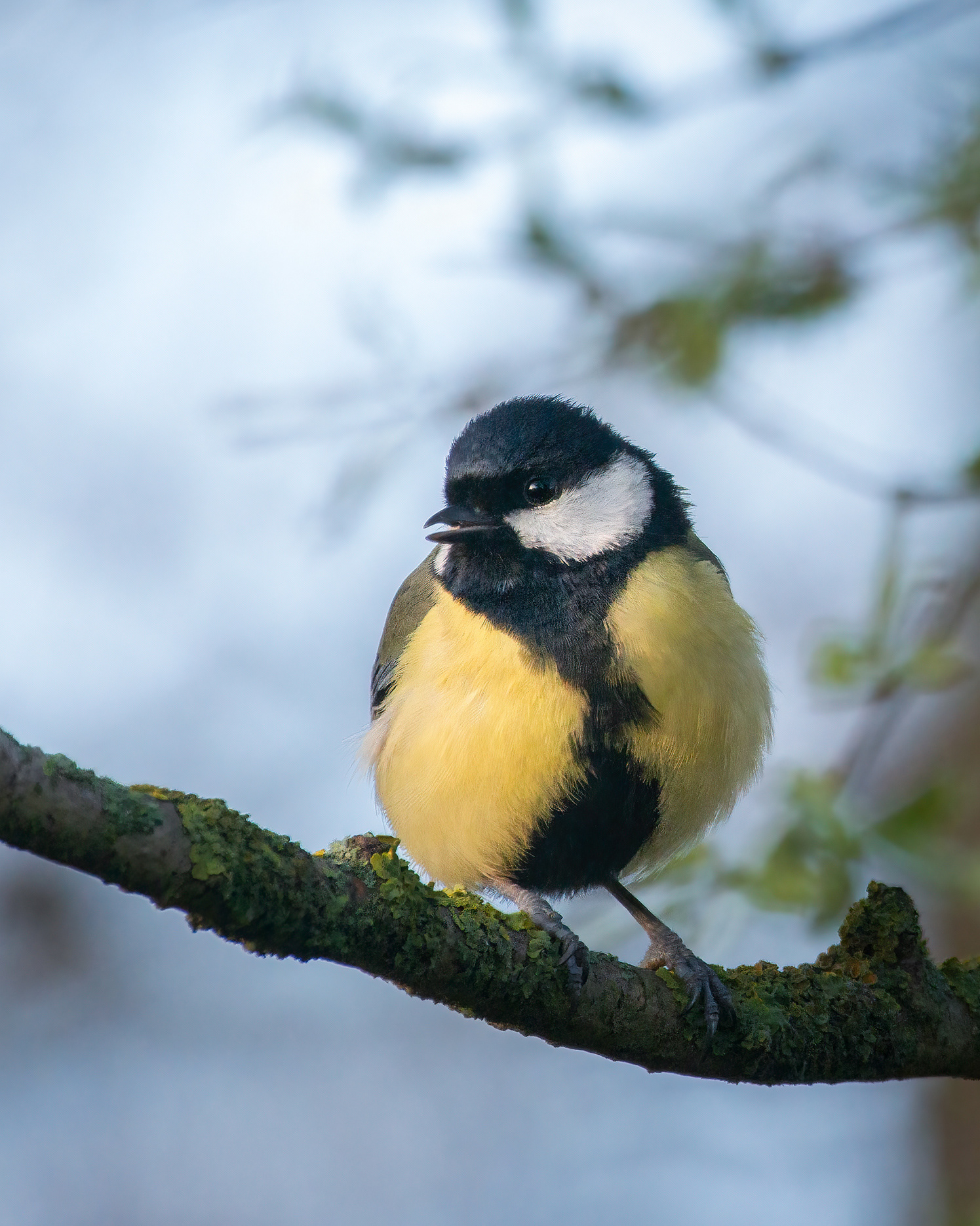 The Sun Chose This One - Great Tit in Early Morning Light