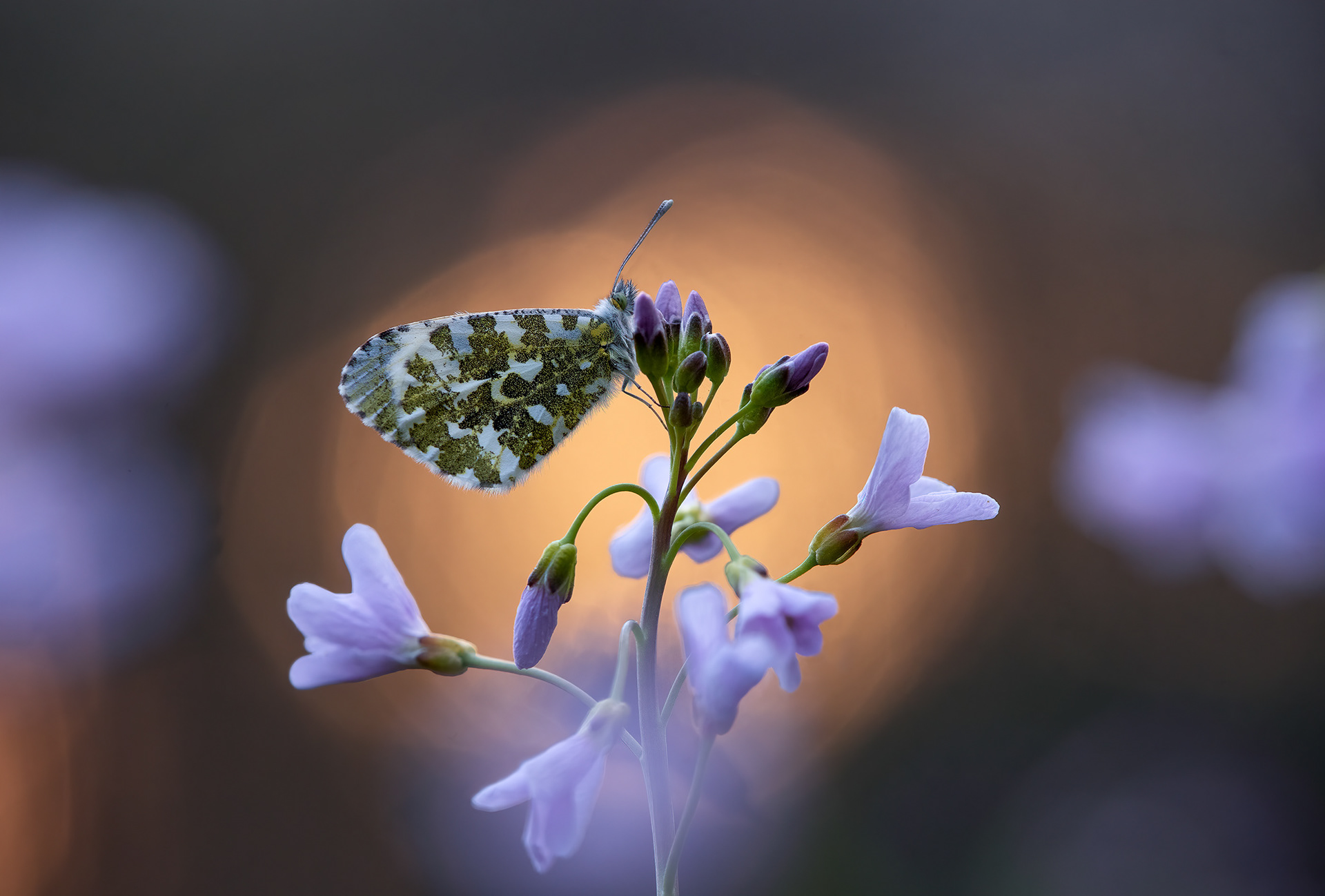  The Start of Spring - Orange-tip on Cuckooflower Buds at Sunrise