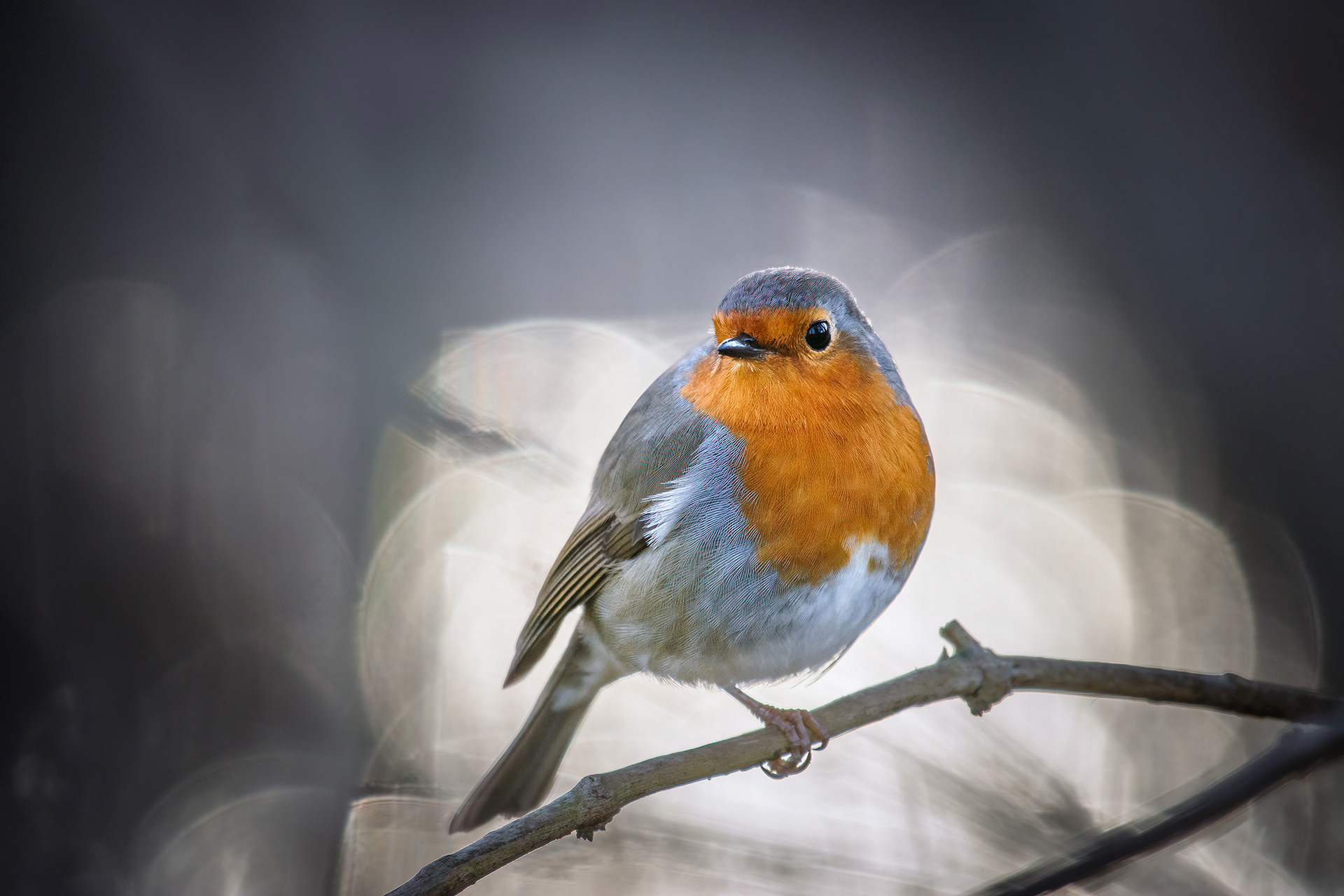 The Eye That Was Made for the Dark - Robin Half-Turned