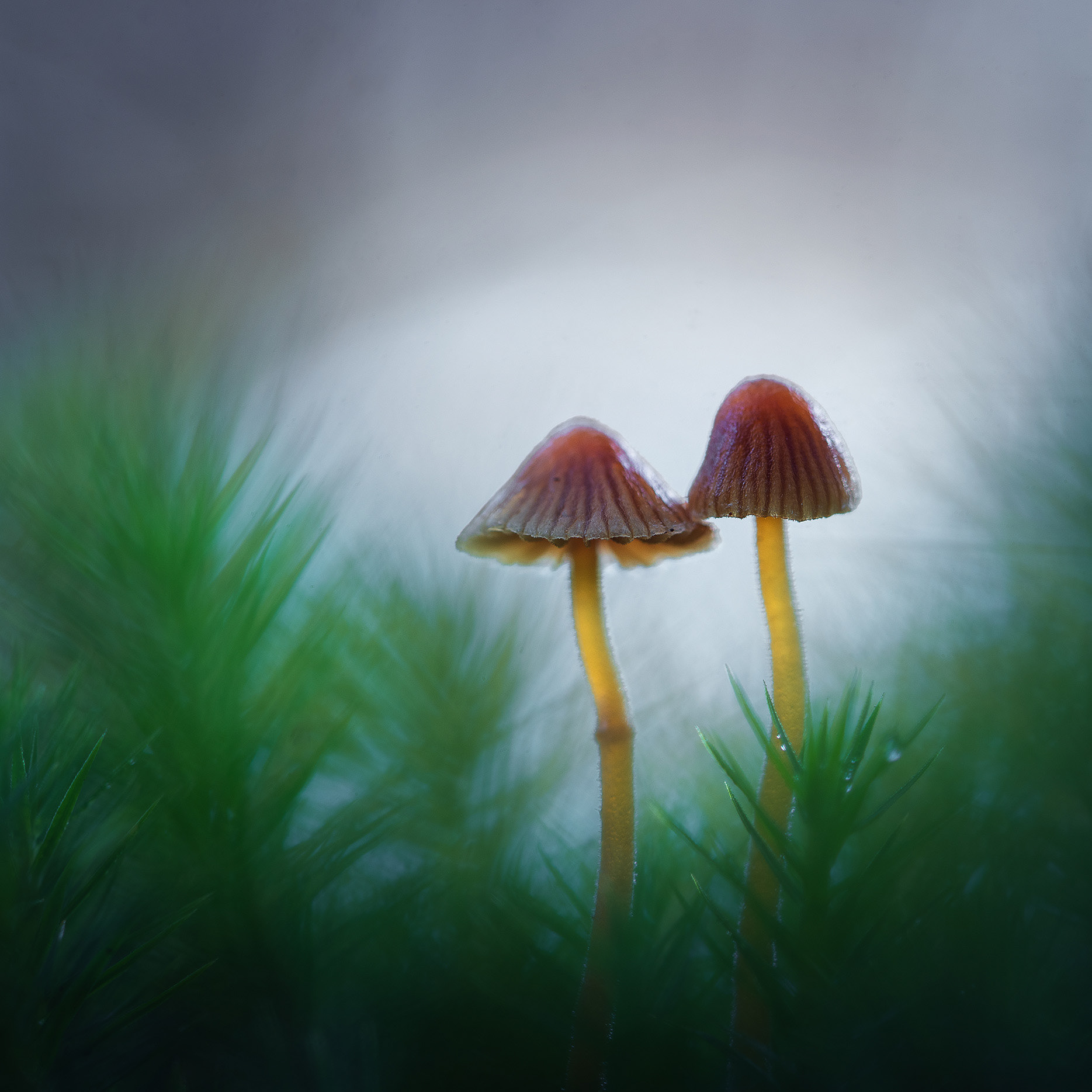 Two Brown Caps in the Morning Light - Two Mycena Above Moss