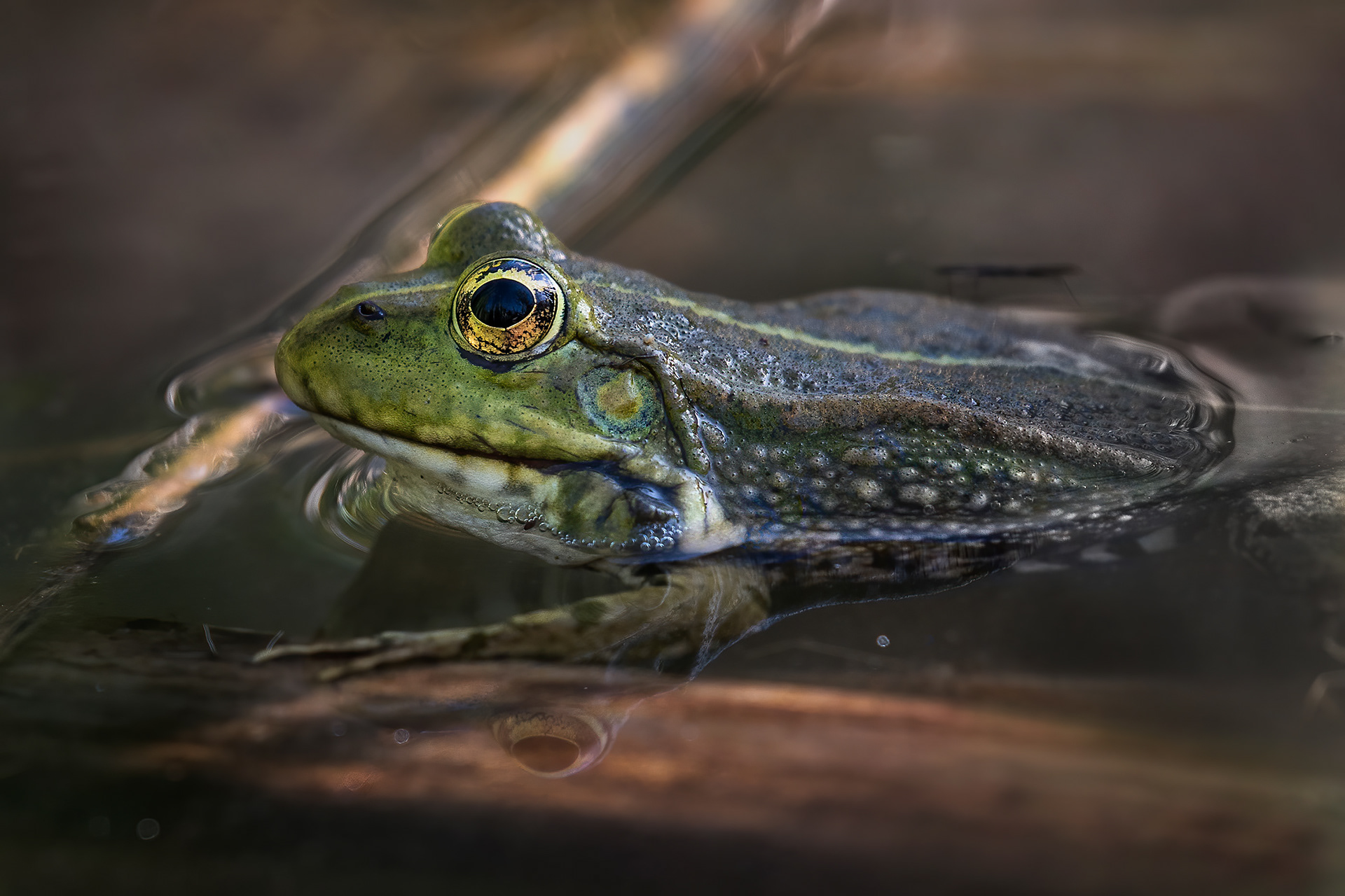 Between Two Worlds - Green Frog Suspended Above the Water Surface
