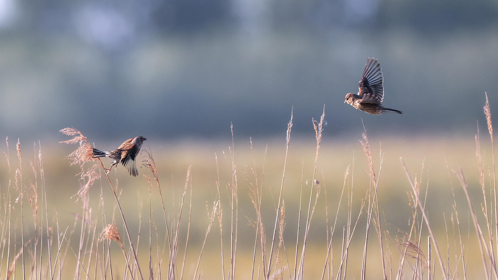 Flying Toward Each Other — Male and Female Linnet in Courtship Flight Over the Reedbed