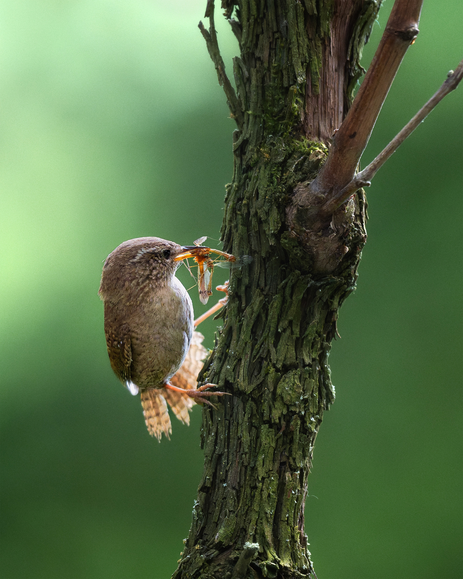 Full of Purpose - Wren on Grapevine, Crane Flies in Bill