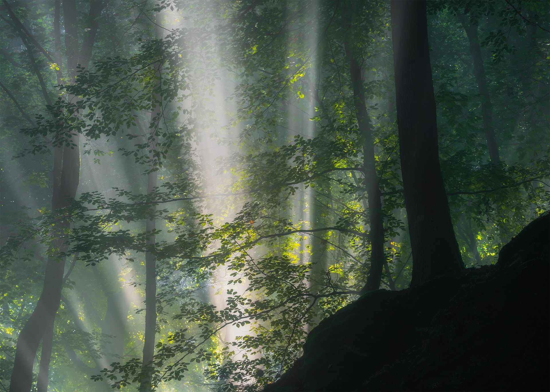 Light Through the Beeches - A Single Sunbeam cuts across Ancient Sandstone Boulders